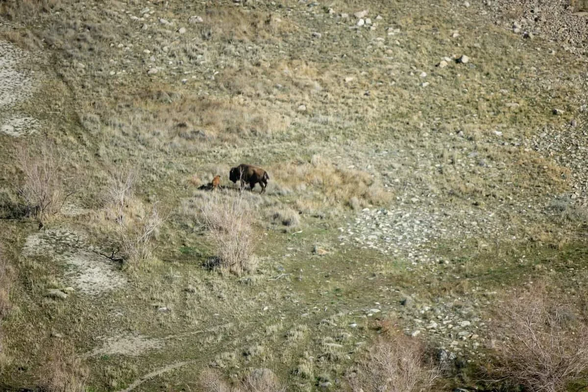 Bison and open grassland on Antelope Island, Utah