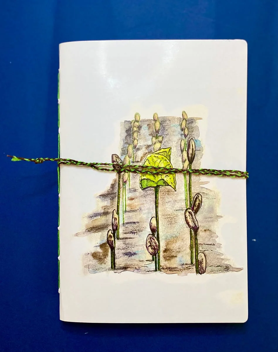 Field of Seedlings - A4