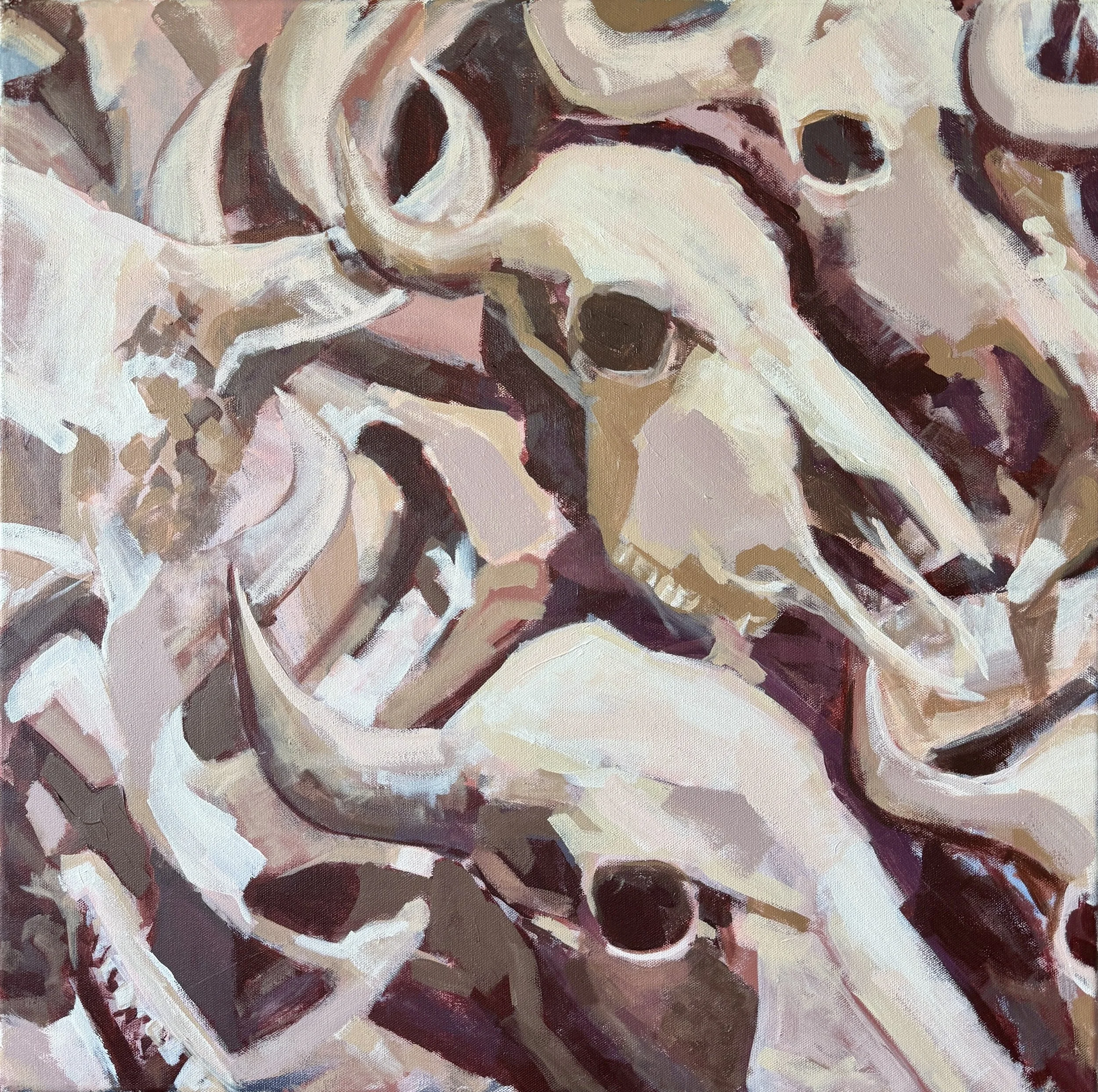 Bison Skulls
