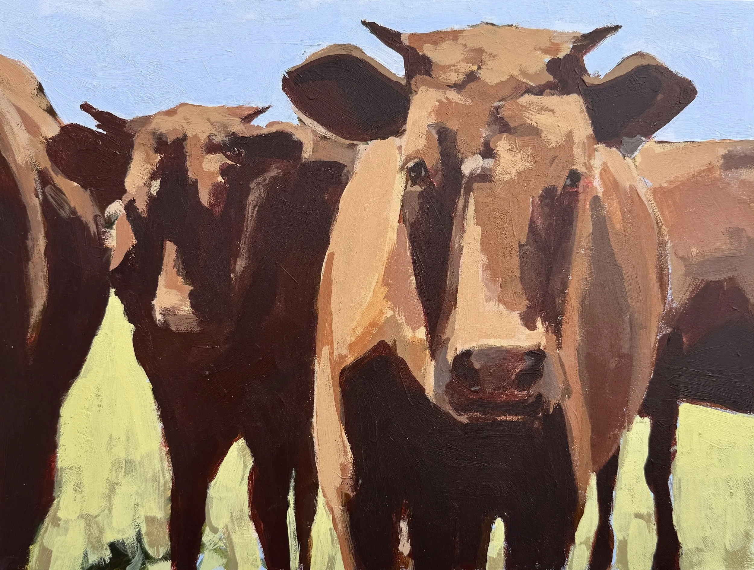 Staring Cows