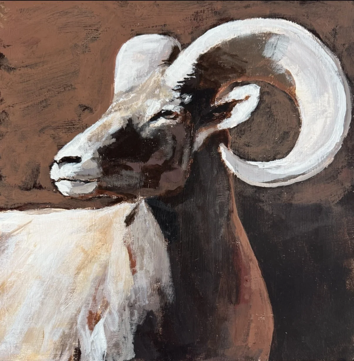Bighorn Sheep