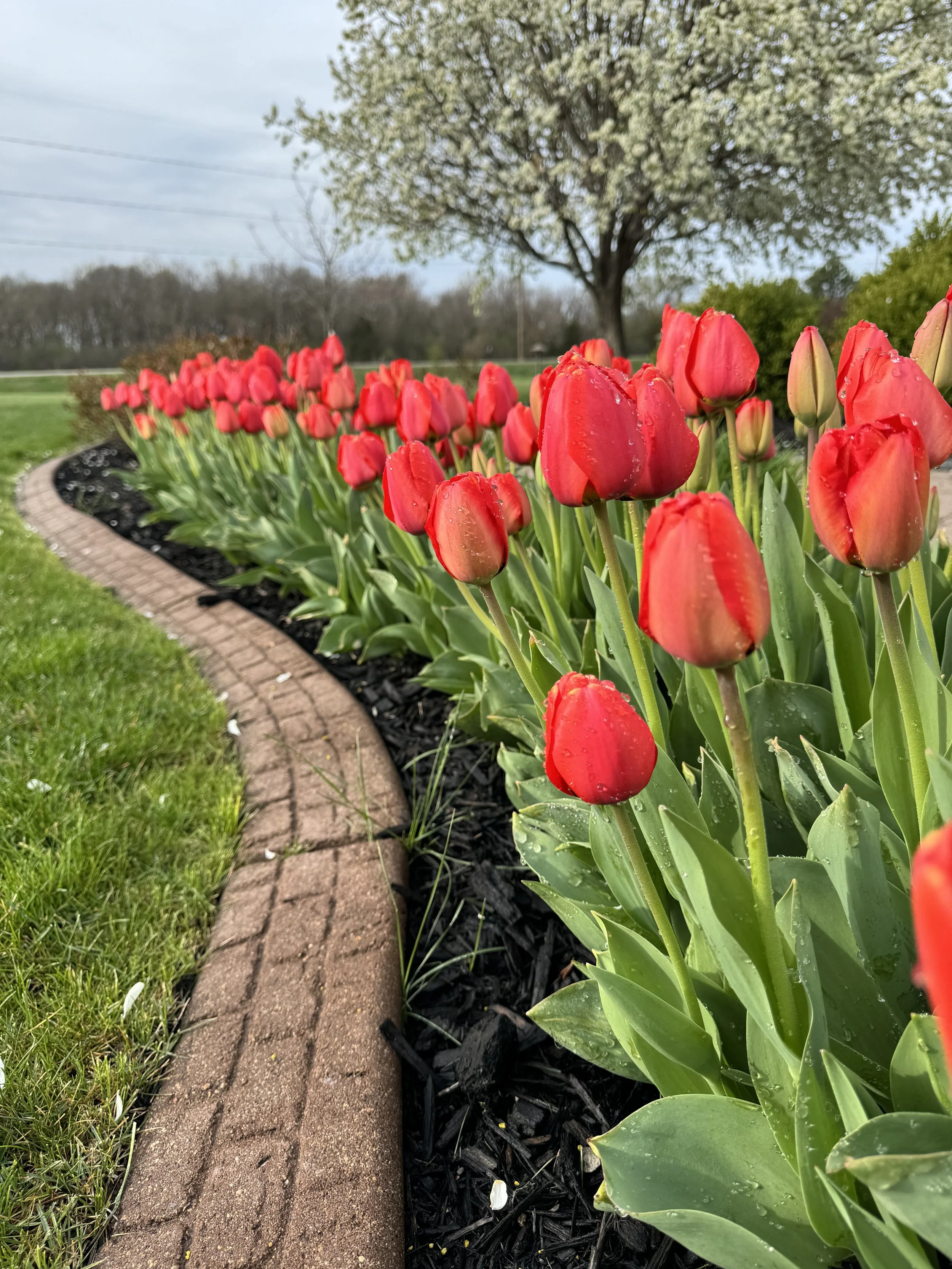 Red tulips with water droplets along a garden bed edged with bricks, under a cloudy sky.