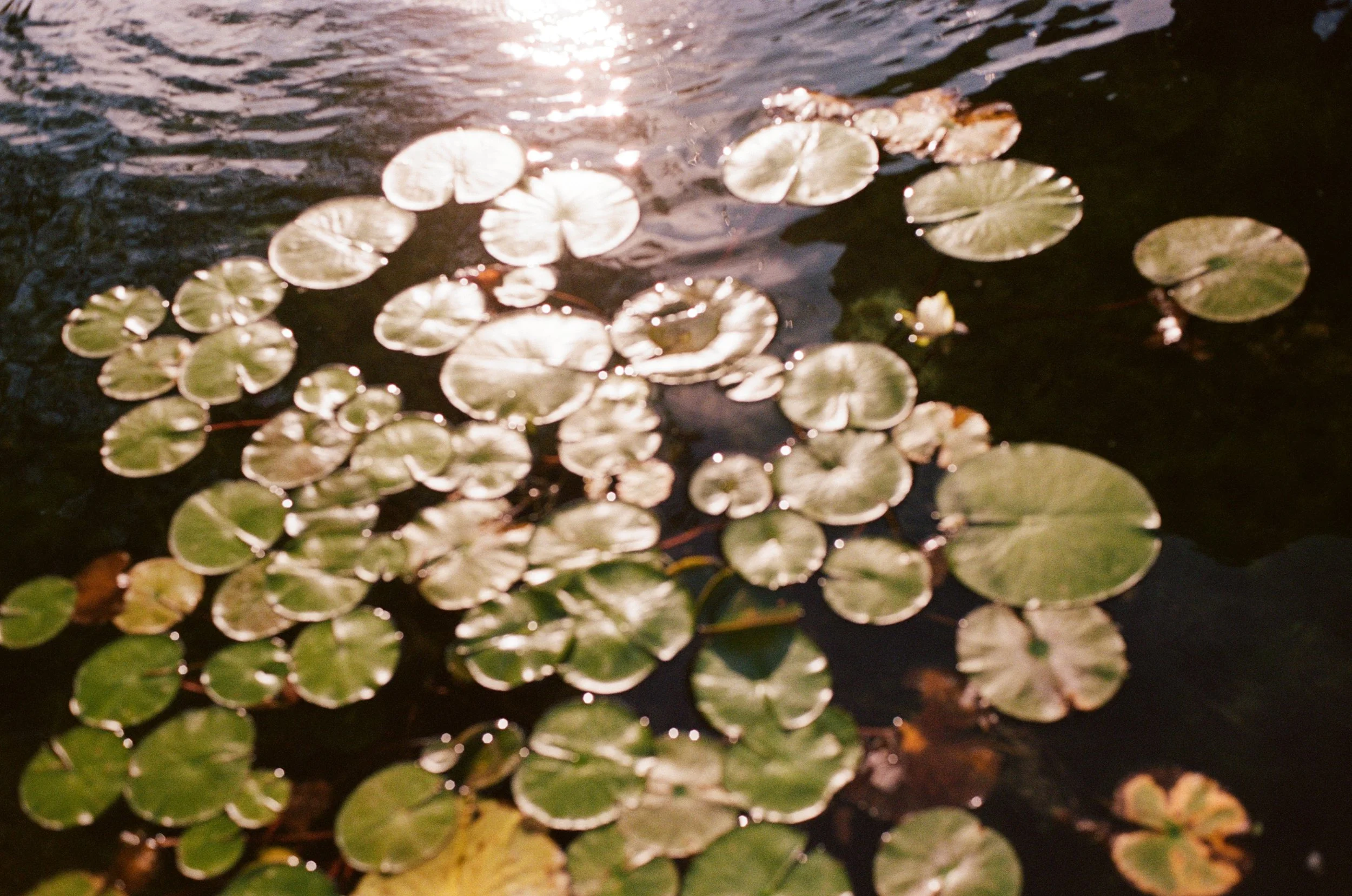 kodak_400_c_41_44548_138995_310016_003036120003.jpg