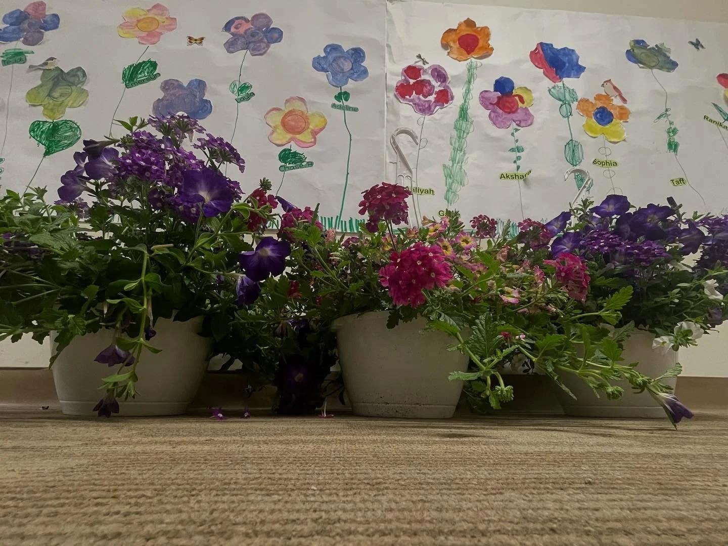 🌸 Teacher Appreciation Week, Day 5 🪻
A vibrant hanging basket from Chases Greenhouse for each teacher today! Thank you for helping our children grow 🌷