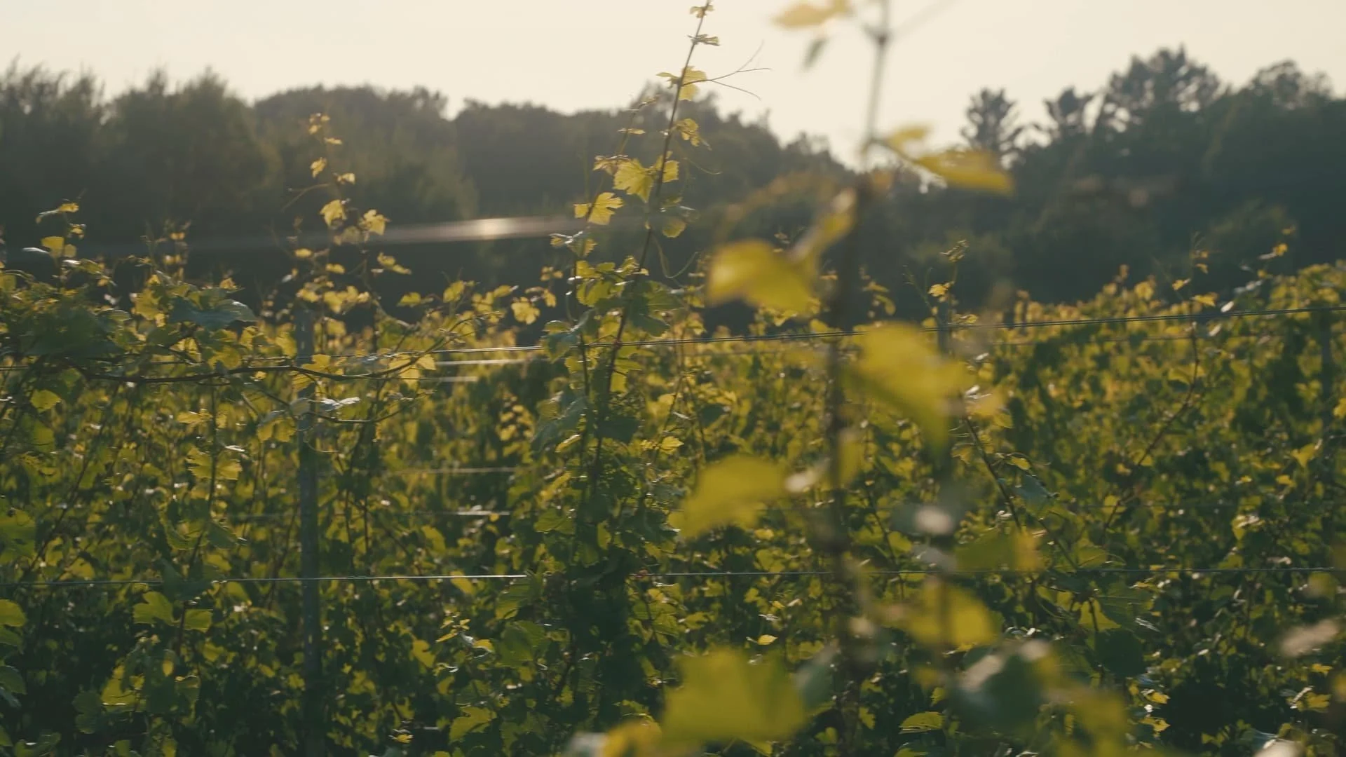 Vineterra vignes.jpg