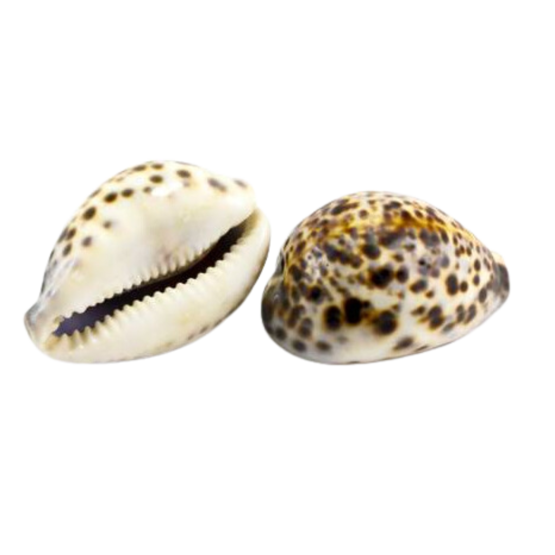 Female power symbollism: Two spotted seashells, one with an open mouth-like opening and the other closed, isolated on a transparent background.