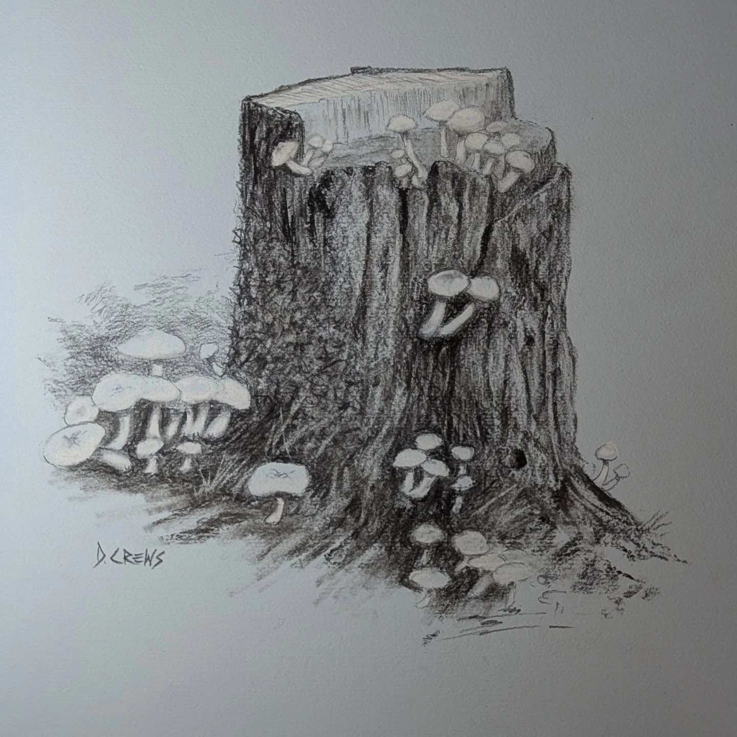 Tree stump with mushrooms

11x15&quot;, Charcoal and white cont&eacute; on paper

#charcoaldrawing #charcoalart