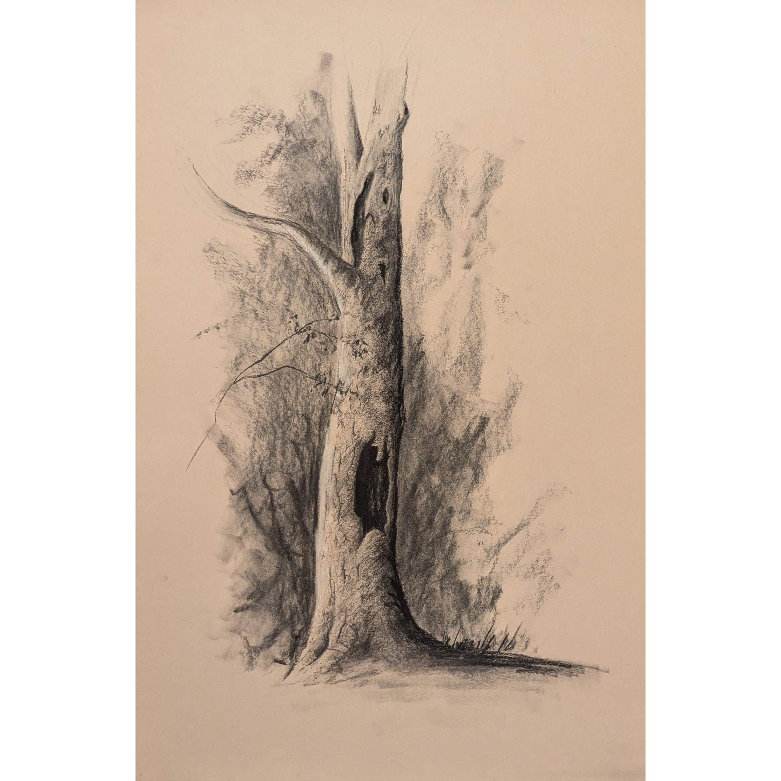 Tree Study Charcoal.png