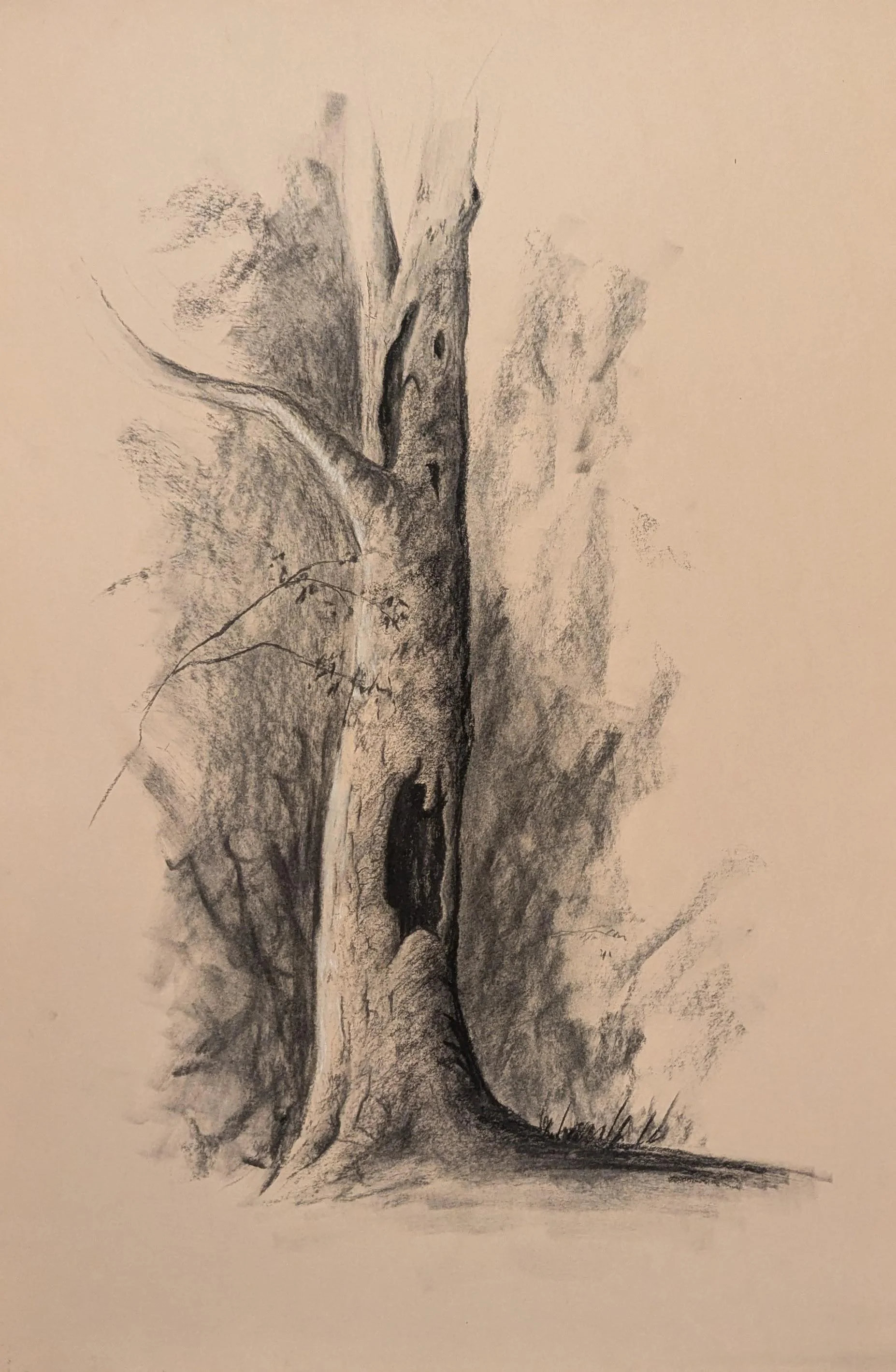 Tree Study - Charcoal and white chalk on paper (15 x 22")