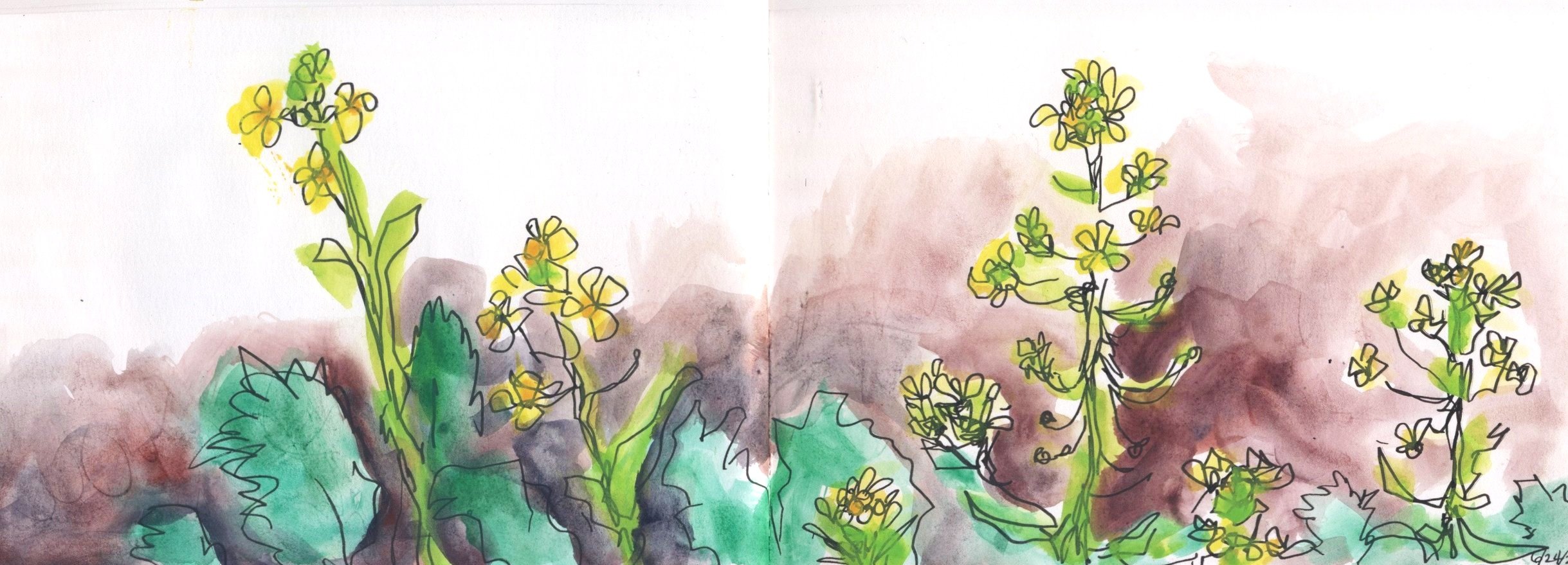 Yellow Wildflowers