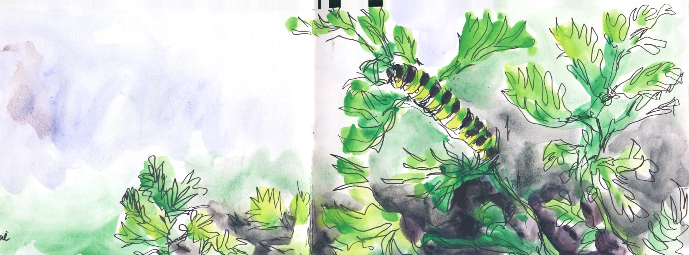 Swallowtail