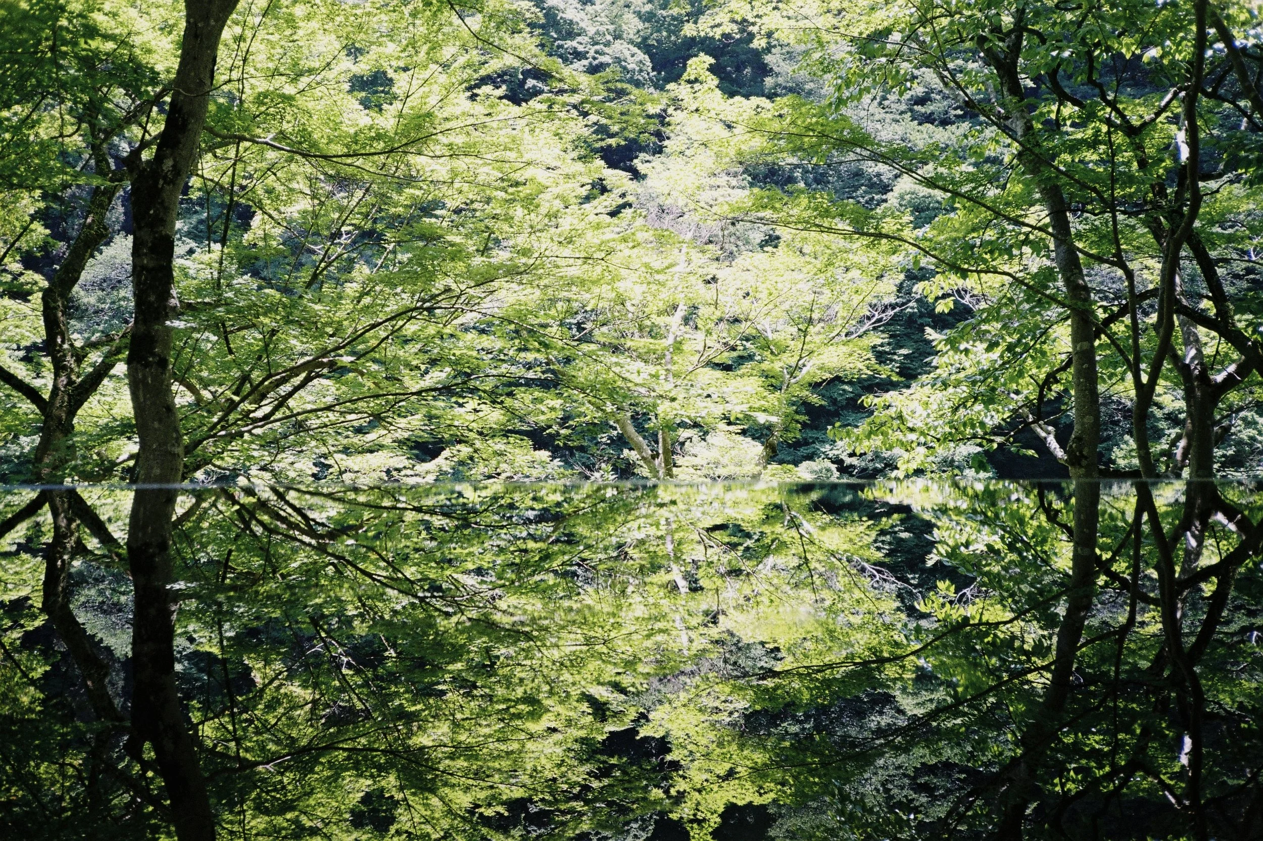 kodak_gold_200(28).jpeg