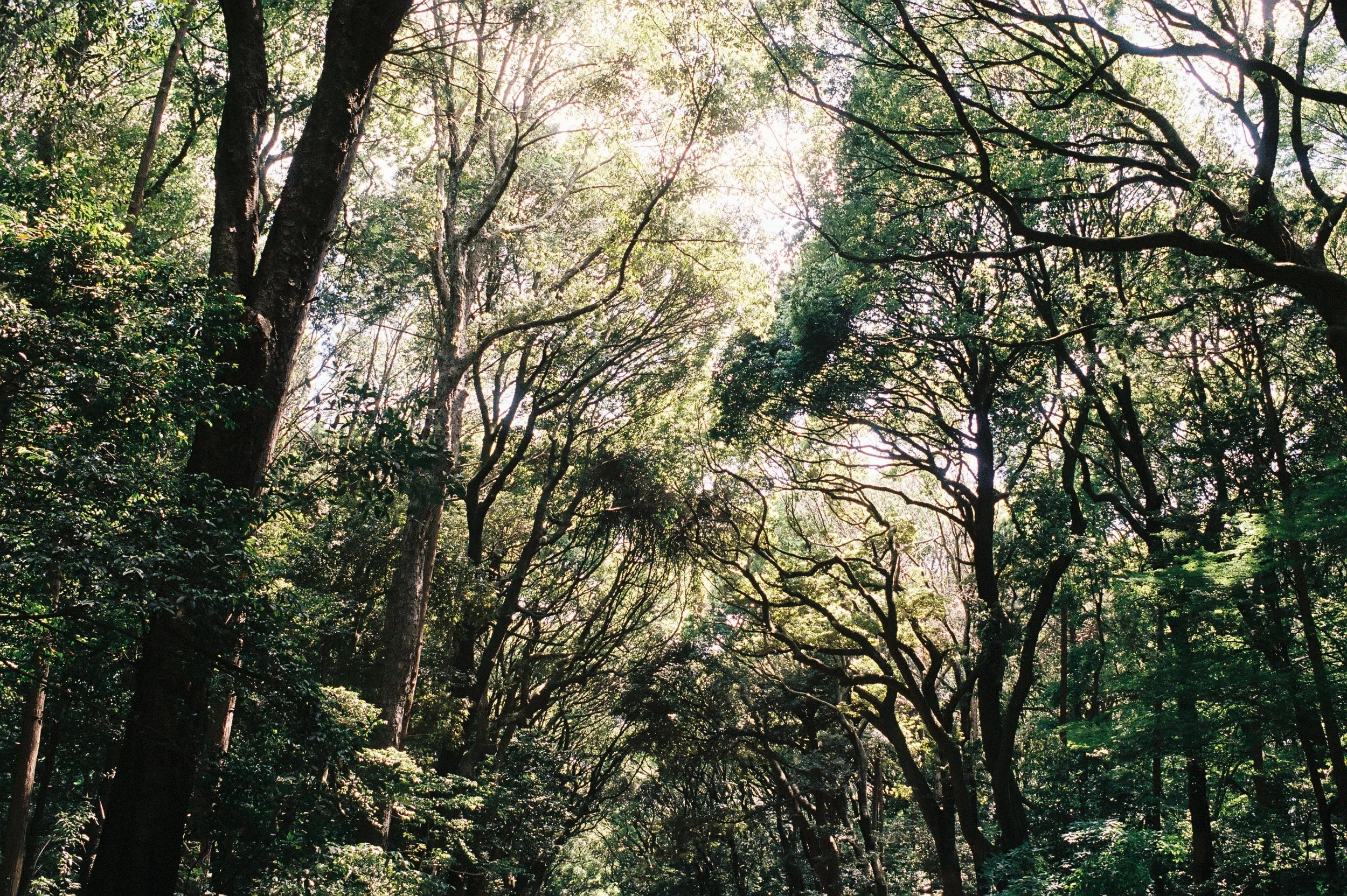 kodak_portra_400(32).jpeg