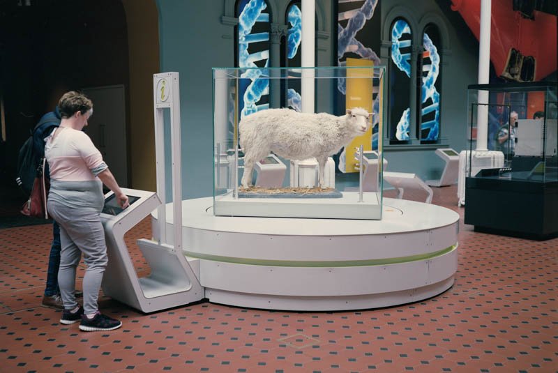 sheep-30.jpg