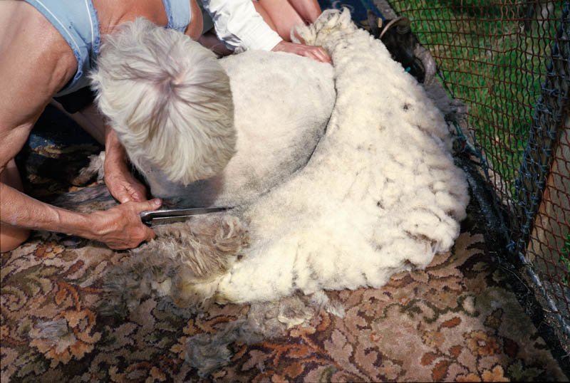 sheep-35.jpg