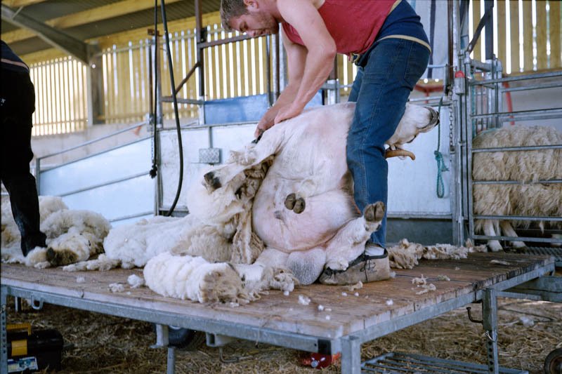 sheep-29.jpg