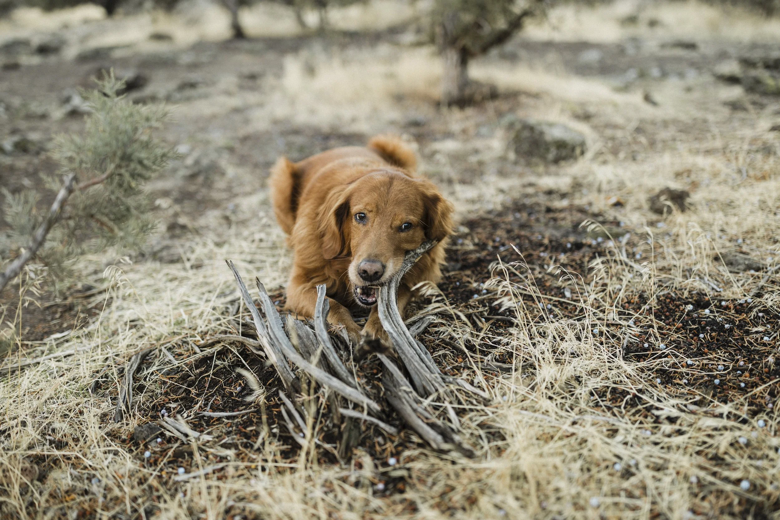 Justin+Raven-November 26 2024-065.jpg