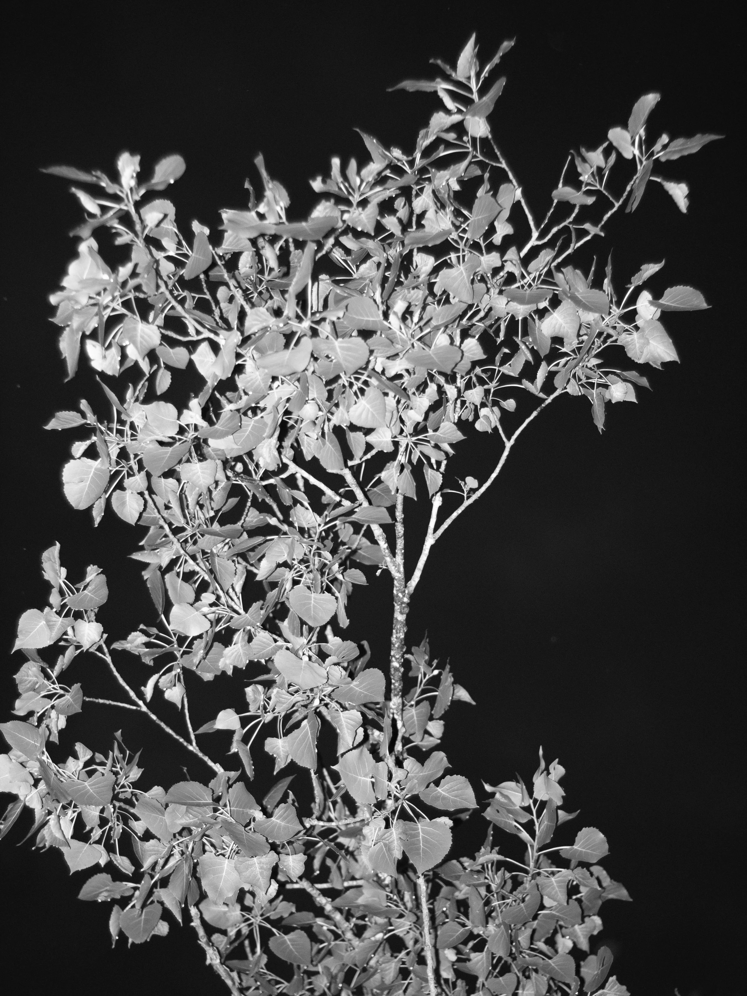 Tree for Portfolio  copy 2.jpg