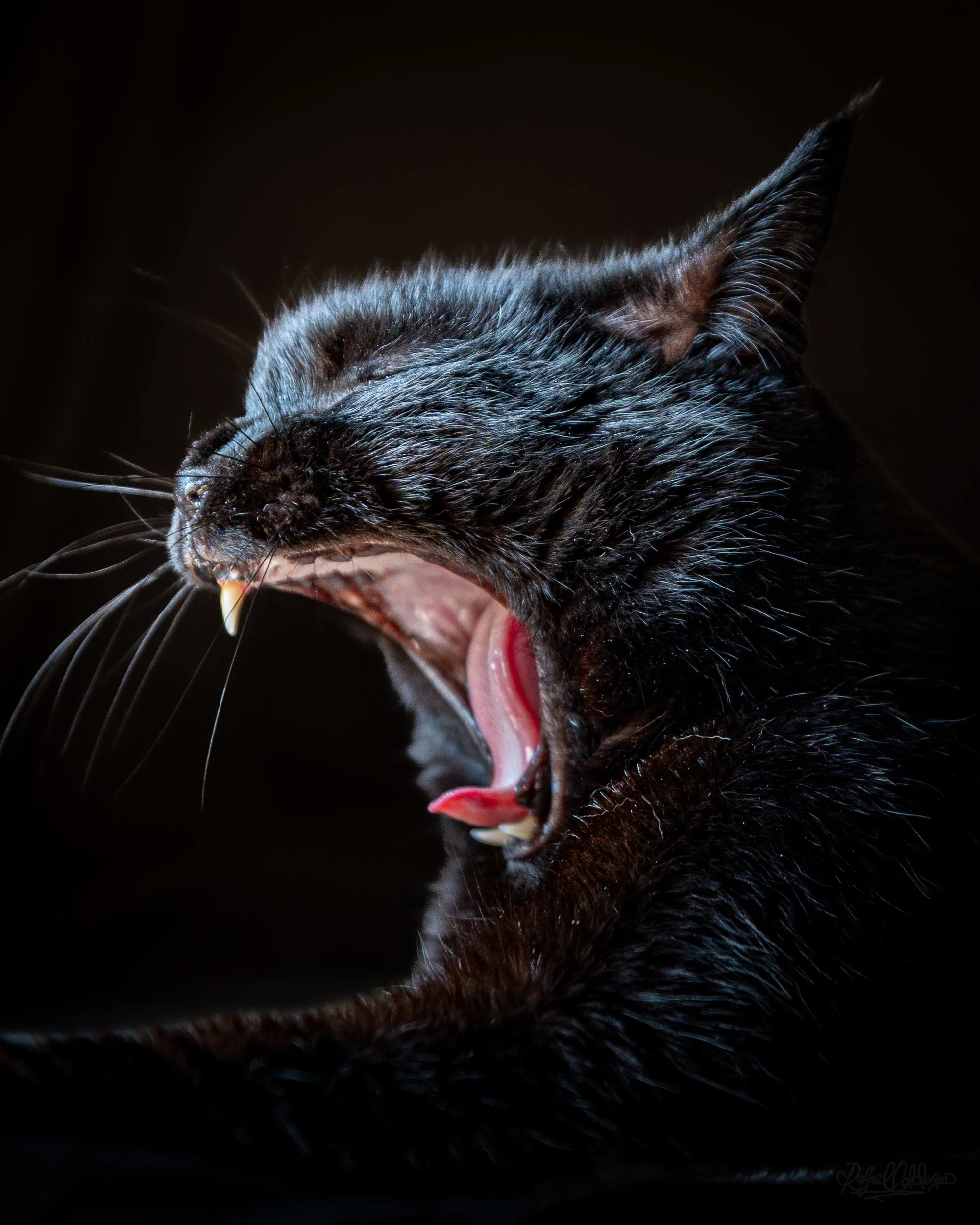 Close-up of a black cat yawning with eyes closed, showing pink tongue and sharp teeth, against a black background.