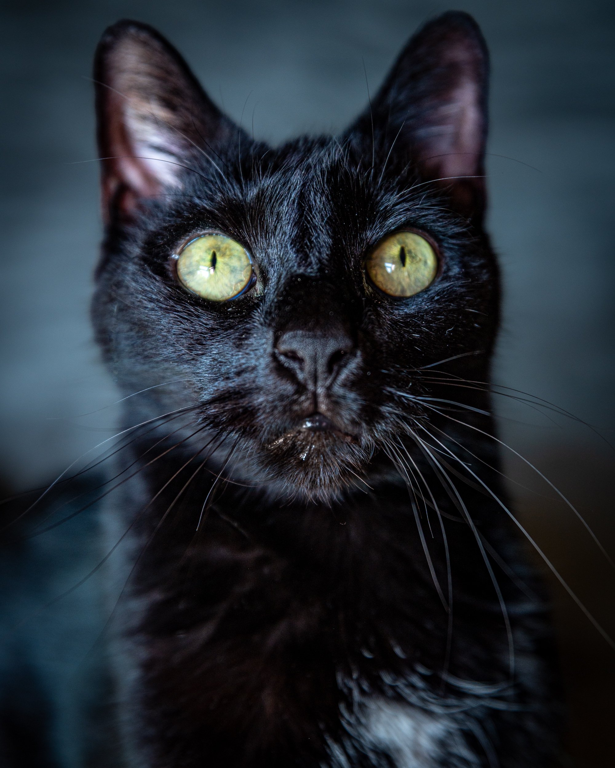 Close-up of a black cat's face with bright yellow-green eyes, pointed ears, and whiskers.
