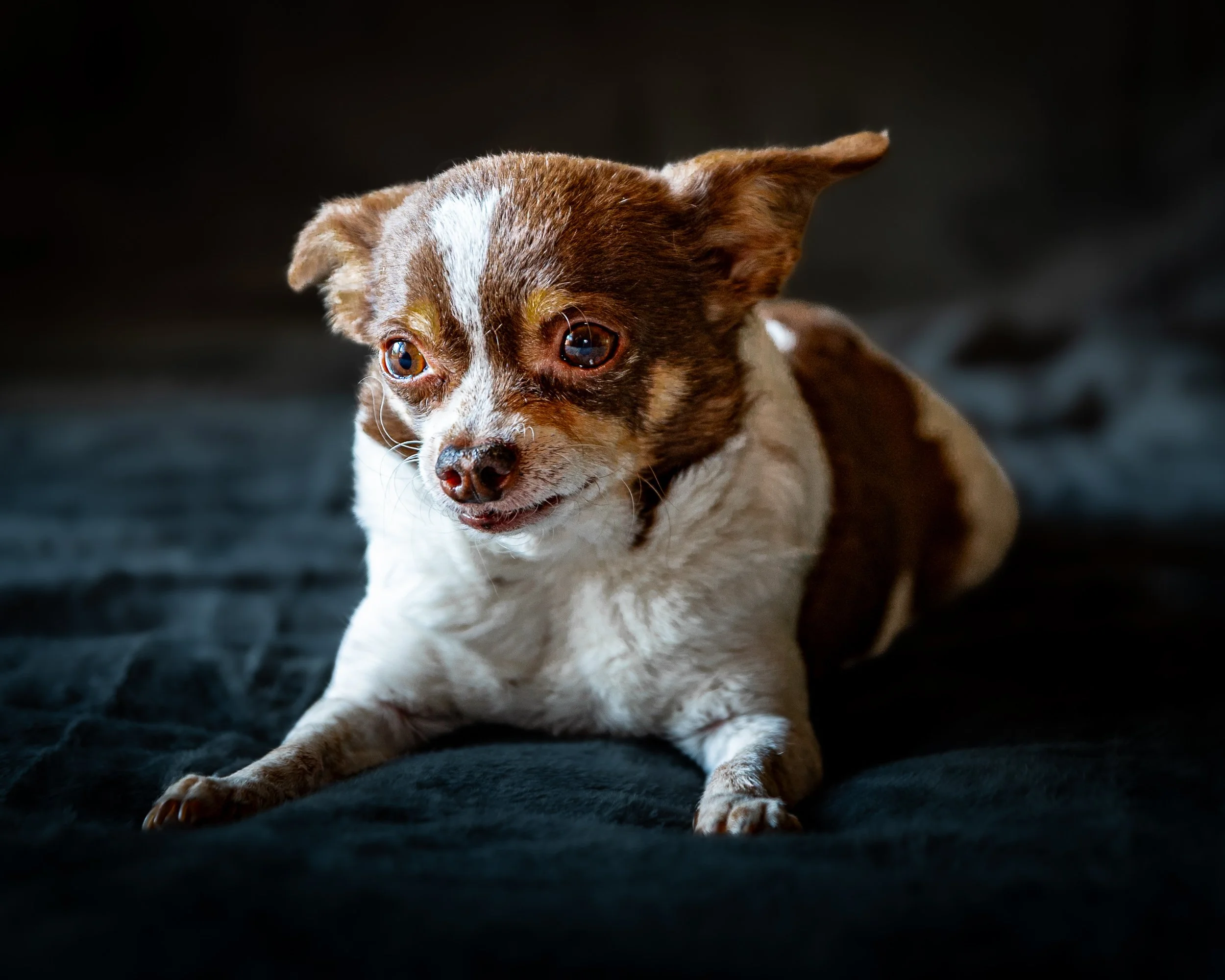 A small brown and white dog lying on a dark surface with a dark background, looking off to the side.