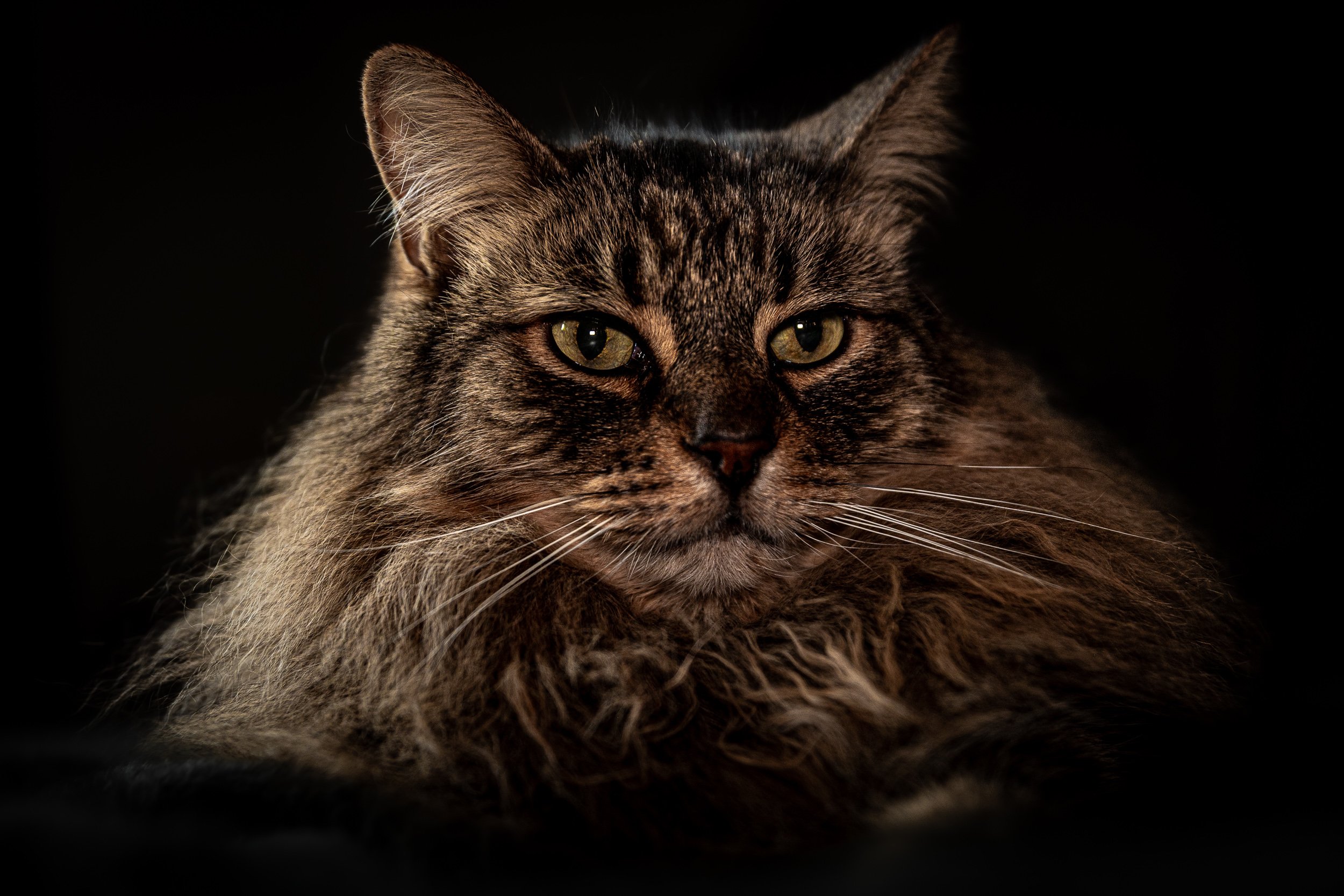 Close-up of a tabby cat with green eyes against a black background.