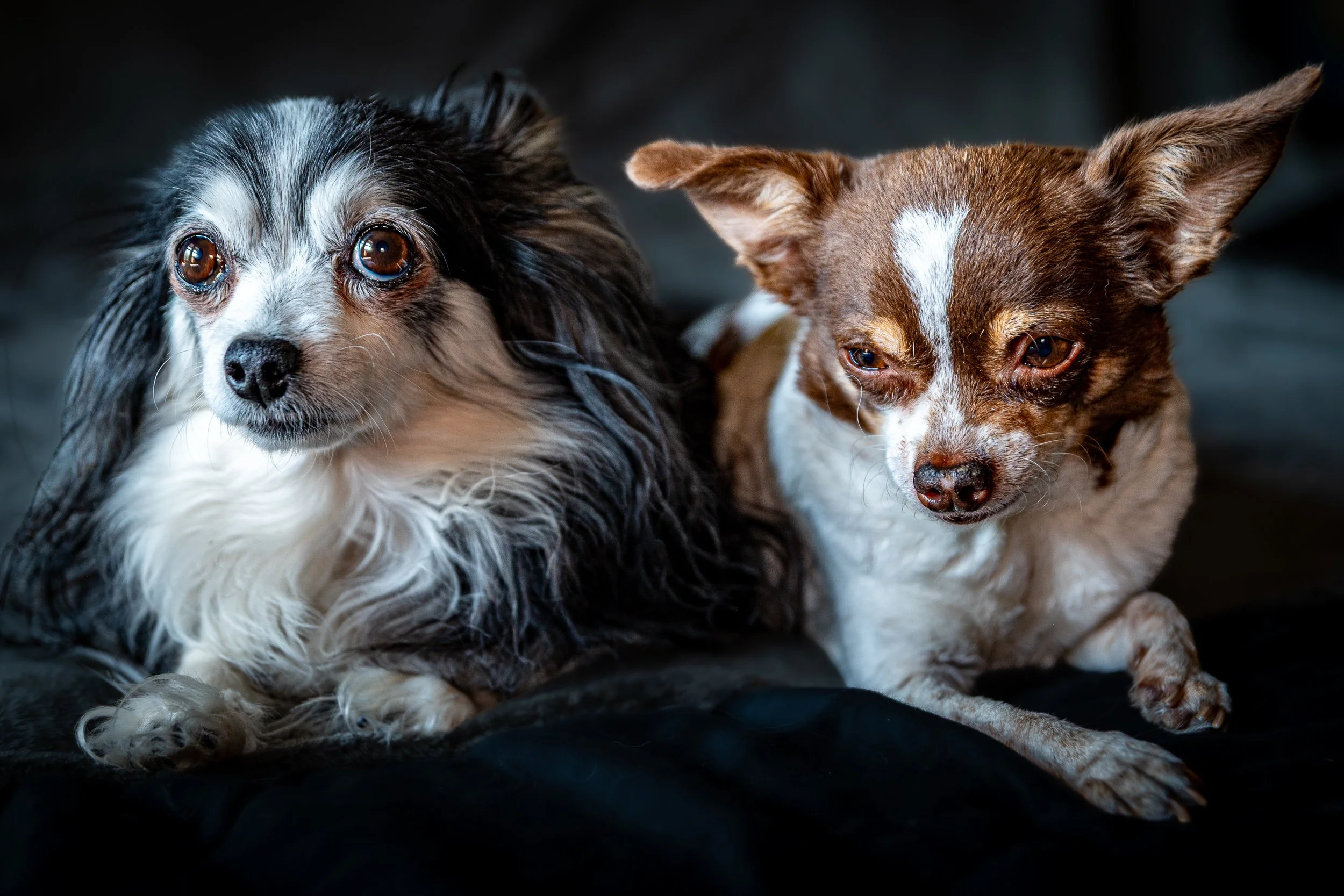 Two dogs lying close together on a dark surface. One dog has black and white fur with brown eyes, and the other has reddish-brown and white fur with brown eyes.