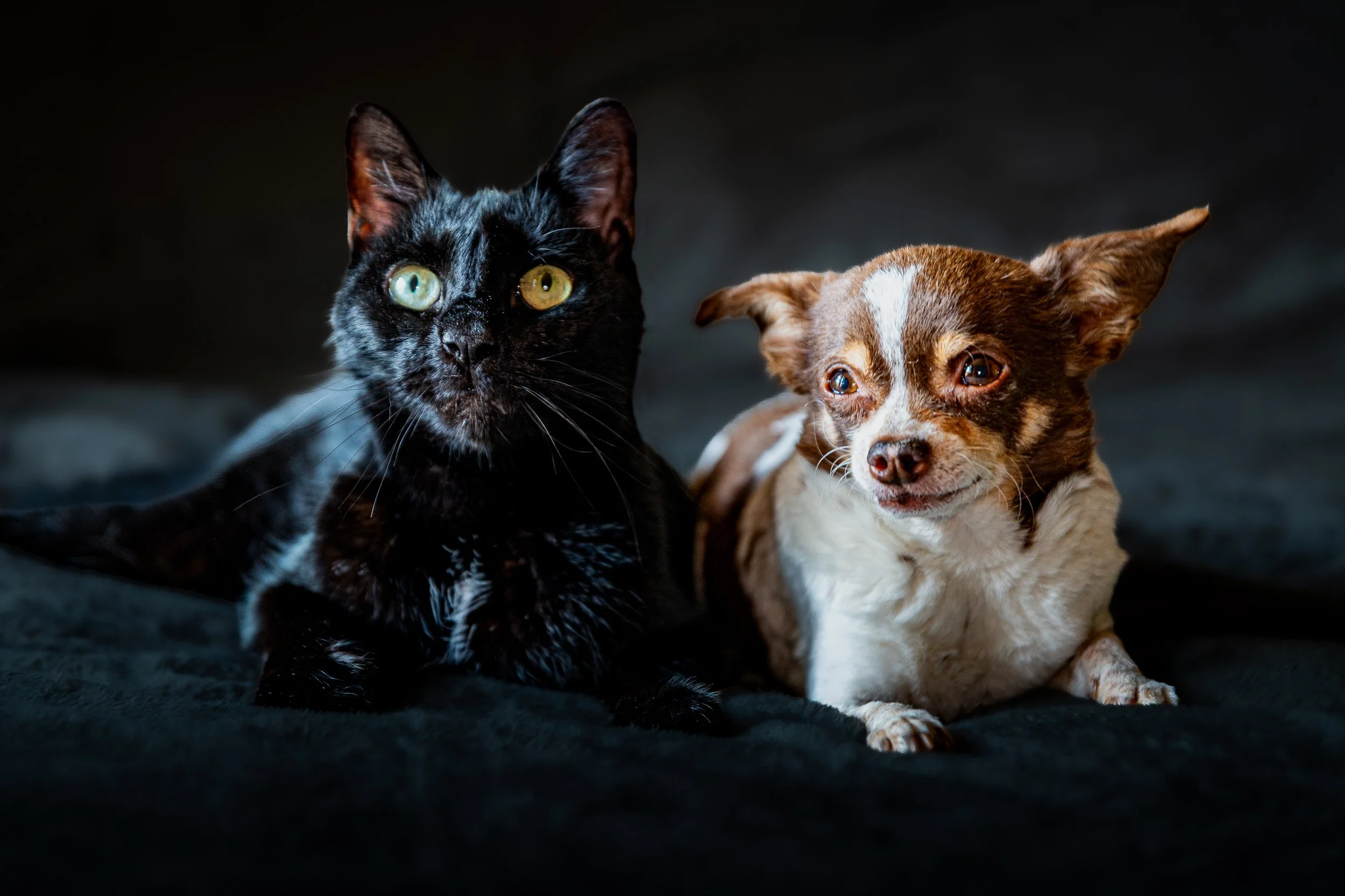 A black cat with green eyes and a brown and white dog with droopy ears sitting together on a dark surface.