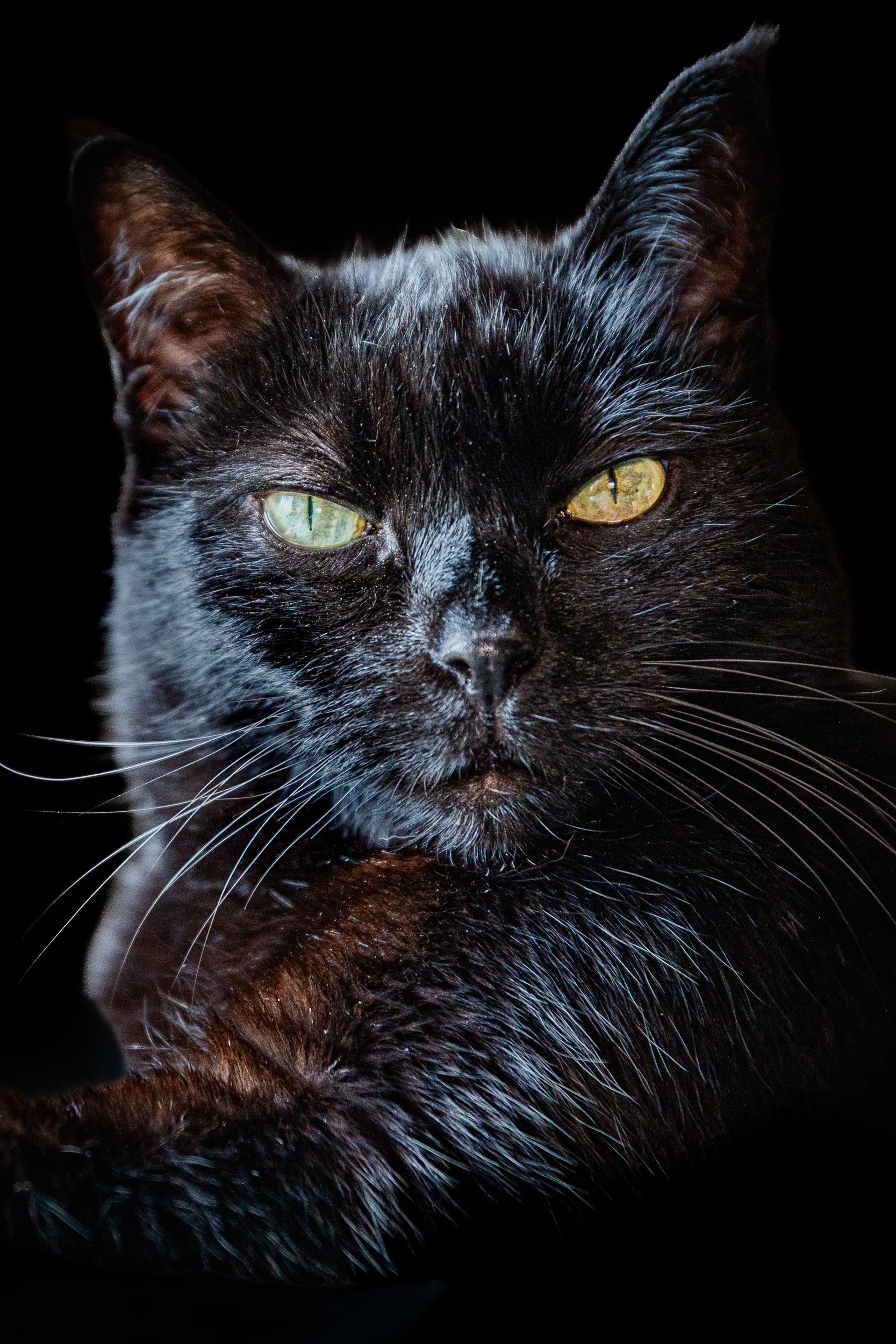 Close-up of a black cat with green eyes against a black background.