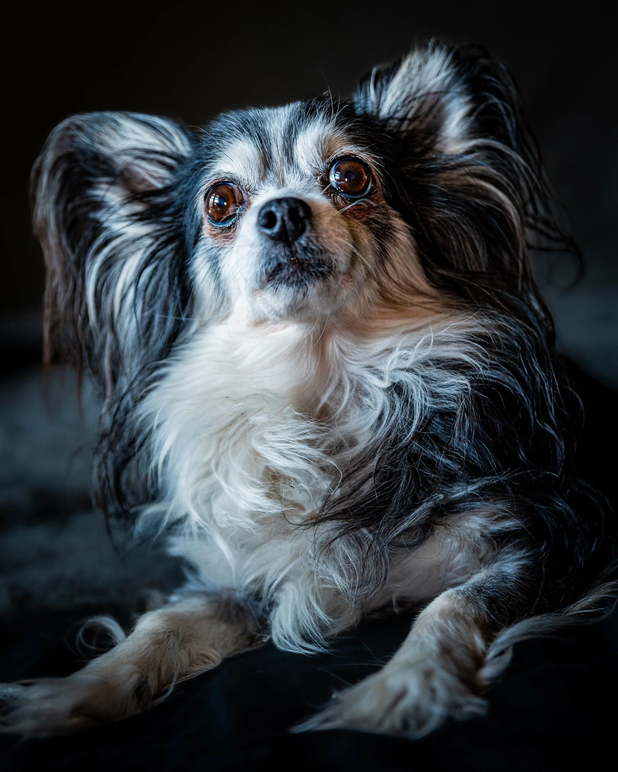 Close-up of a black and white long-haired dog with big brown eyes, lying on a dark surface.