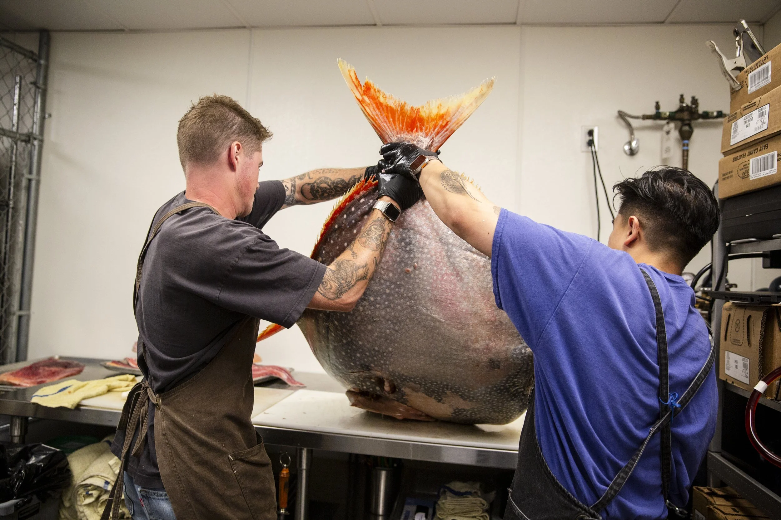 Aidan Owens butchering local opah
