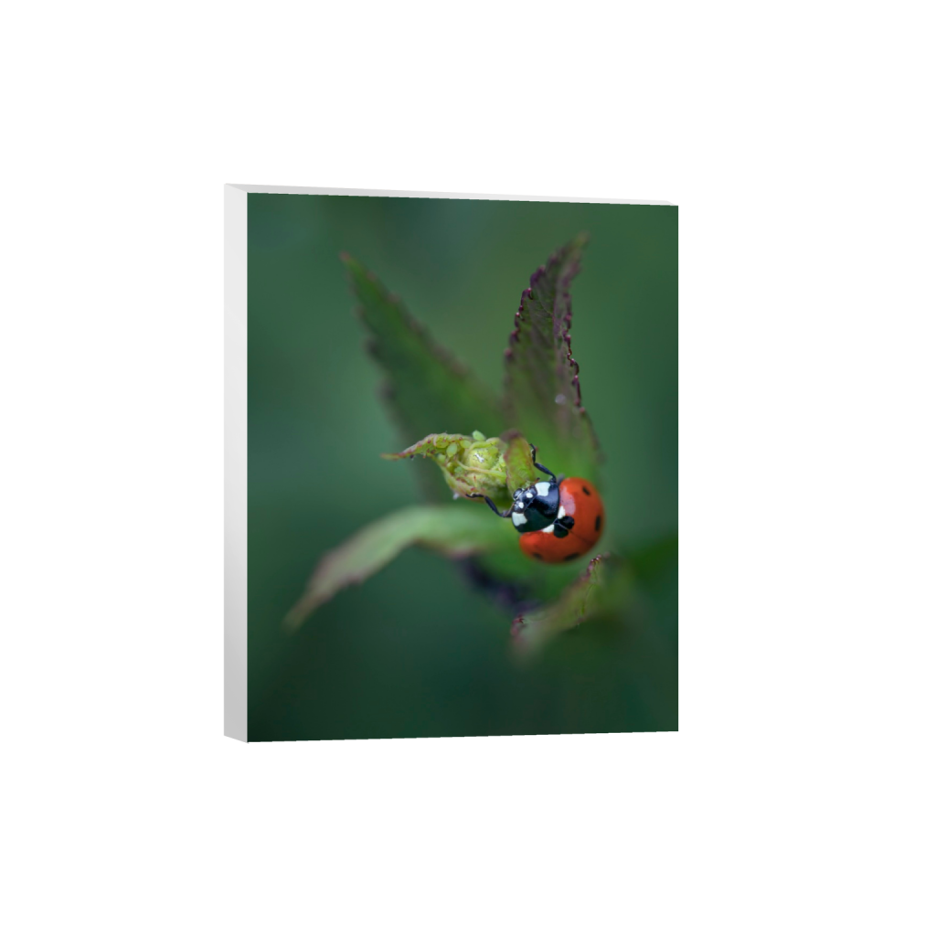 ptq_7_6_0_0_4800_6000_0_false_ffffff_0_0_.png