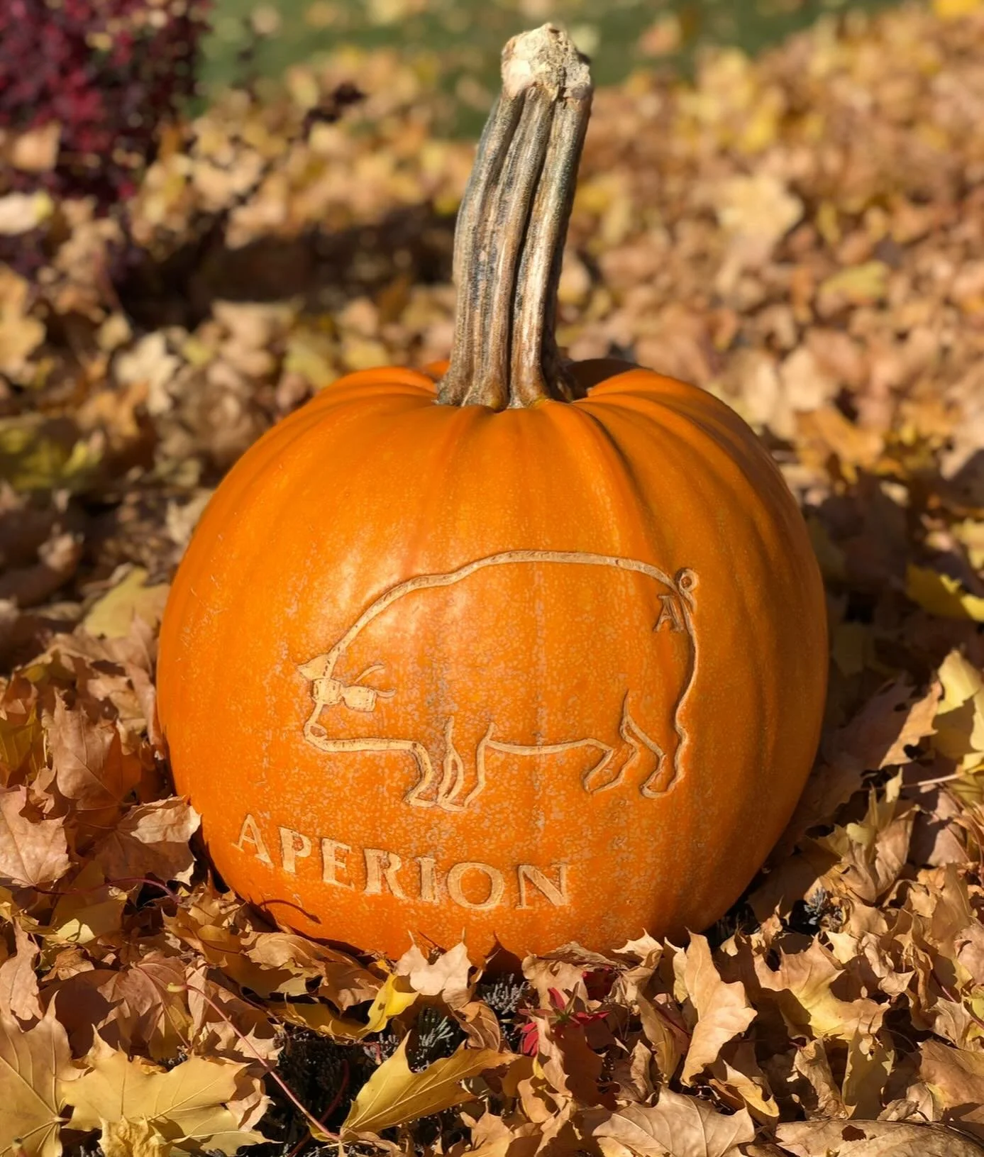 #throwbackThuraday — this pumpkin celebrated 10 years in business! π Now we’re just a few short years away from 20 π #TBT #MilestoneMoments #AperionTurns20Soon