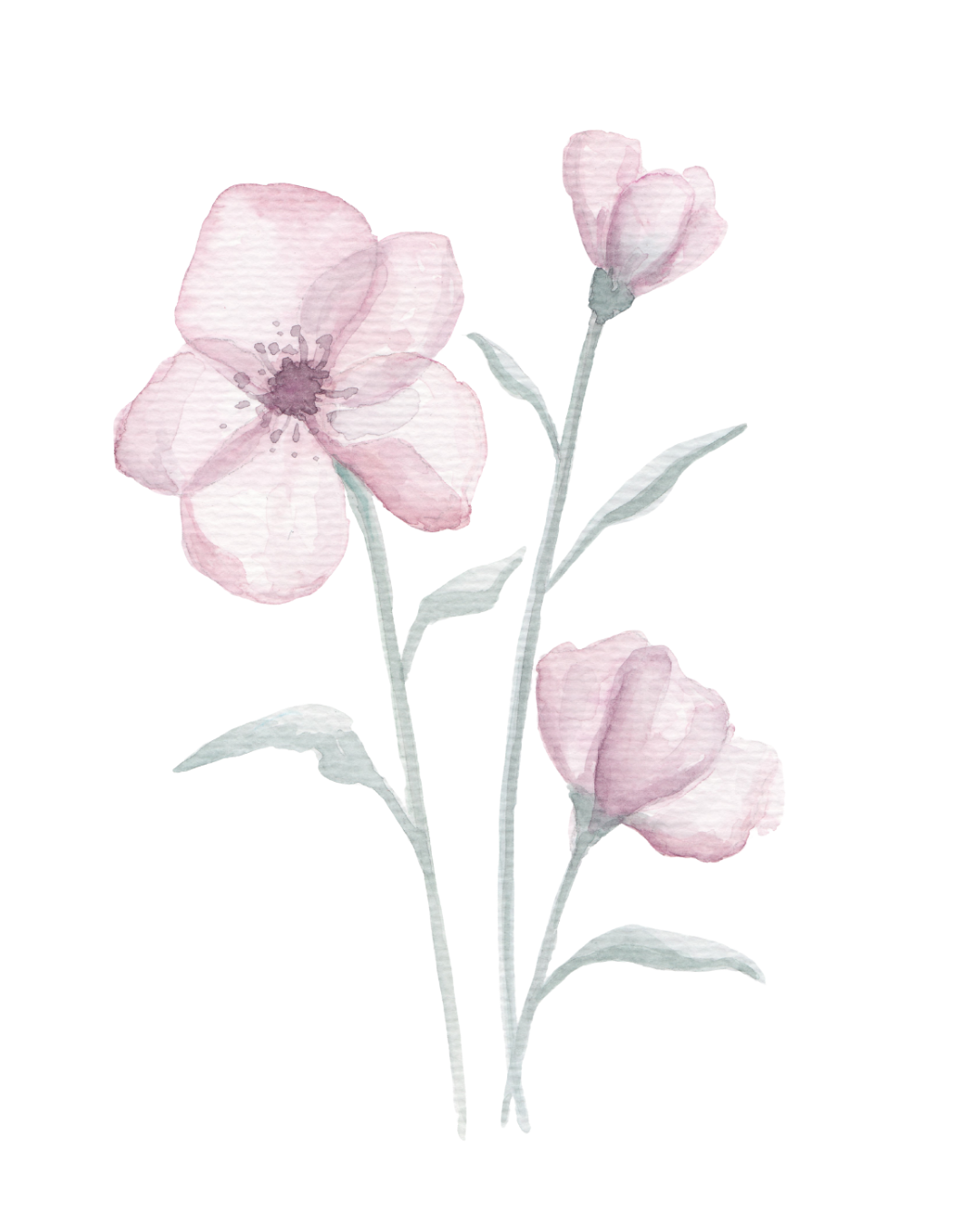 Watercolor illustration of a pink flower with three buds and green leaves.