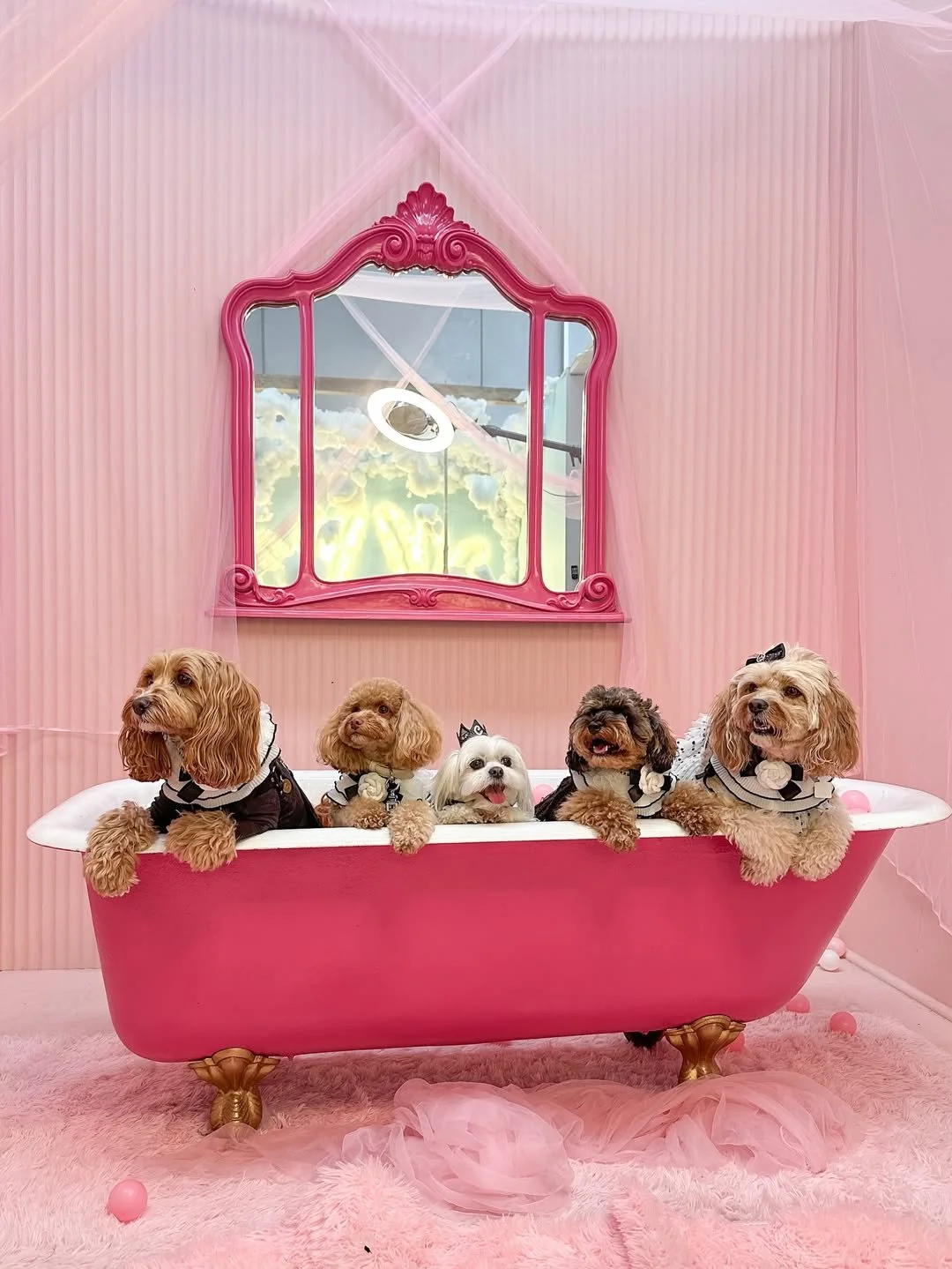 A beautifully styled birthday shoot for some very special (and very stylish) pups.

Every detail designed, every moment captured.

Our studio is built for creators, brands and campaigns that want more than just photos.

📍 Melbourne content studio
🎬