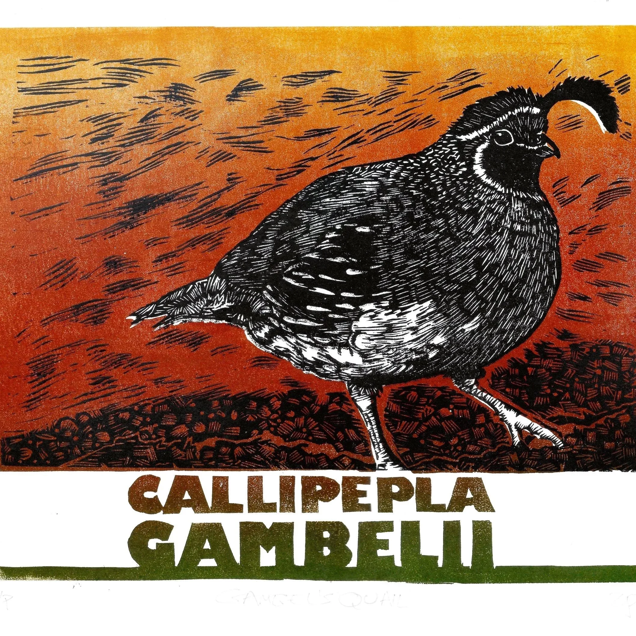 Quail Color Print 11x14