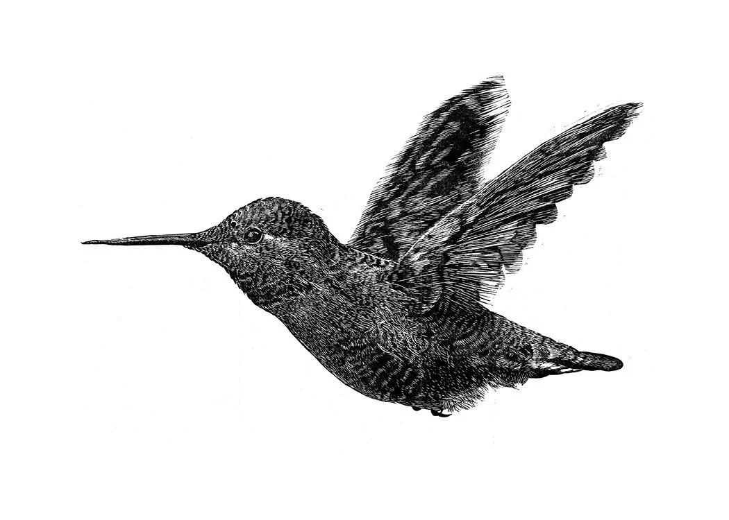 Hummingbird Magnet