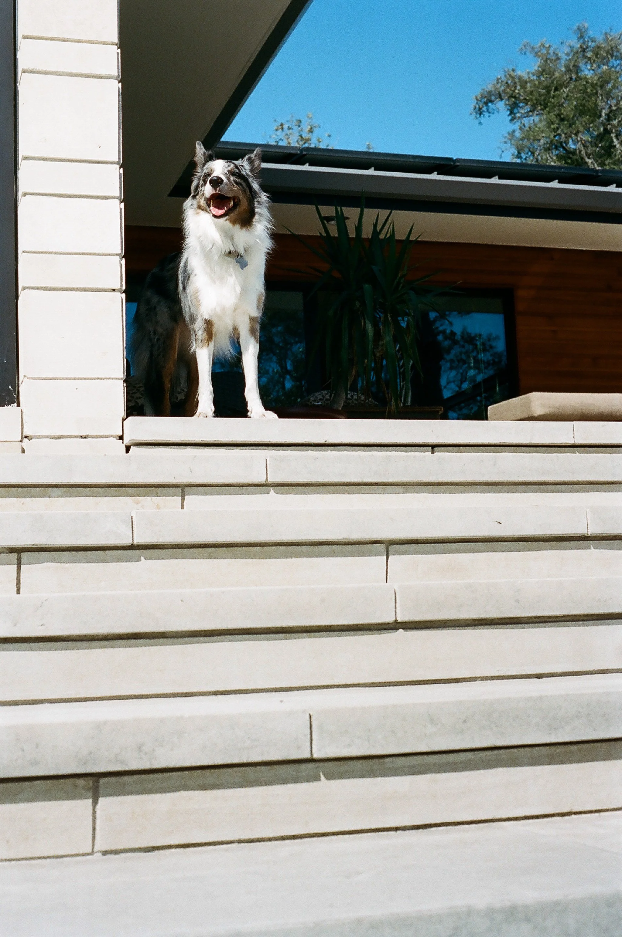 A dog with black, white, and gray fur standing on the steps of a modern house, looking happy with an open mouth and tongue out, under a clear blue sky.