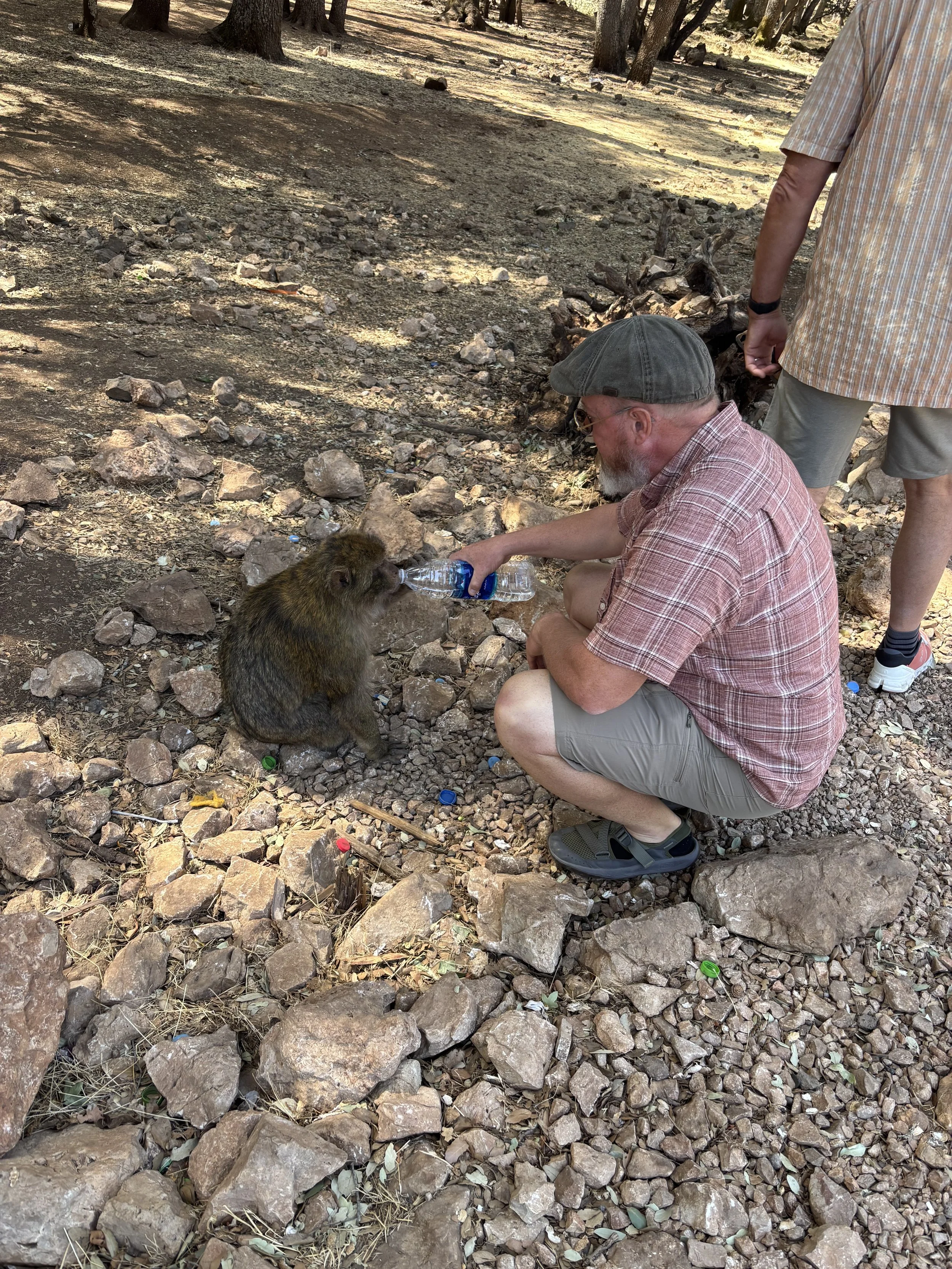 Barbary Macaque