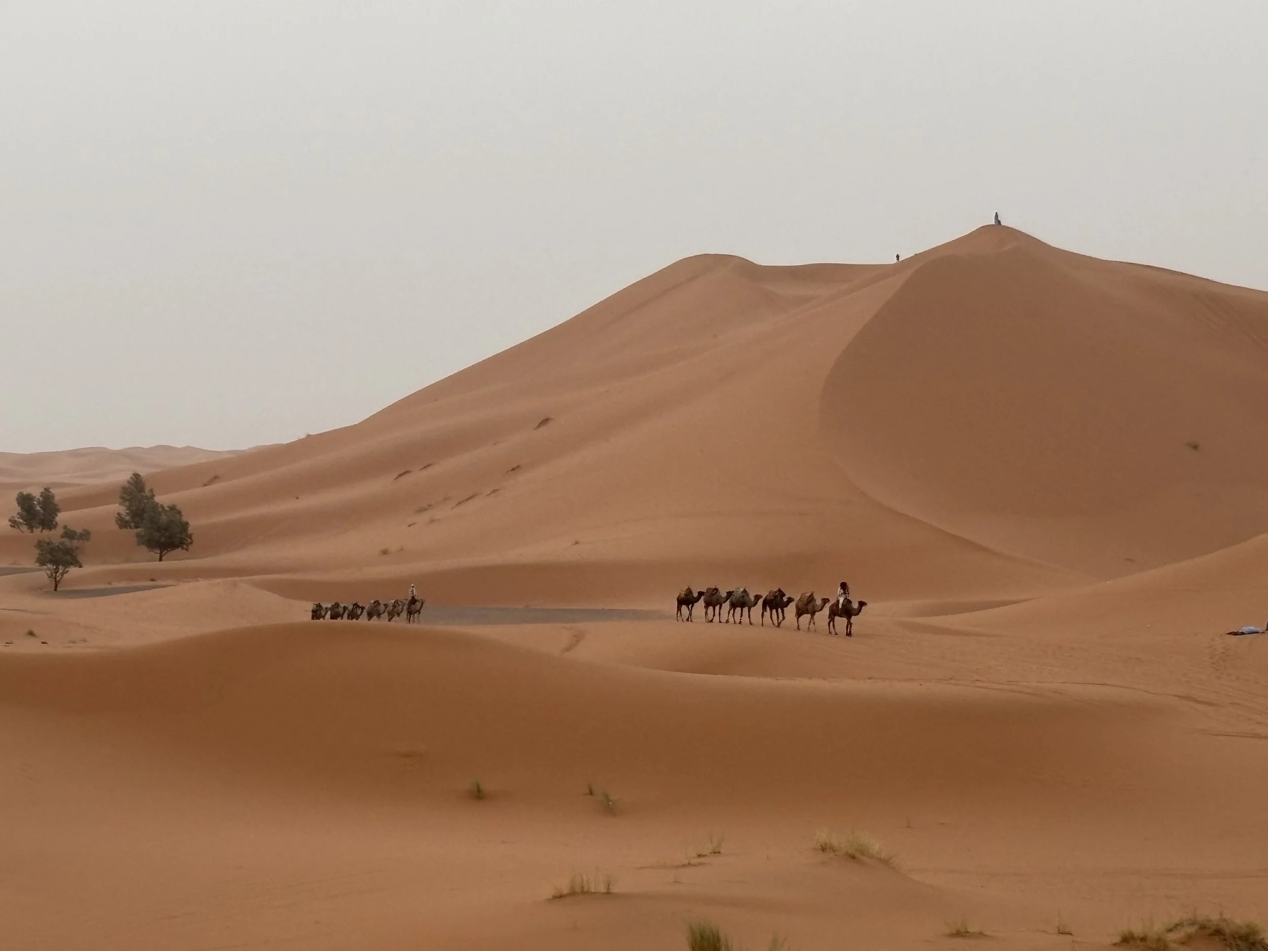 Caravans in the desert