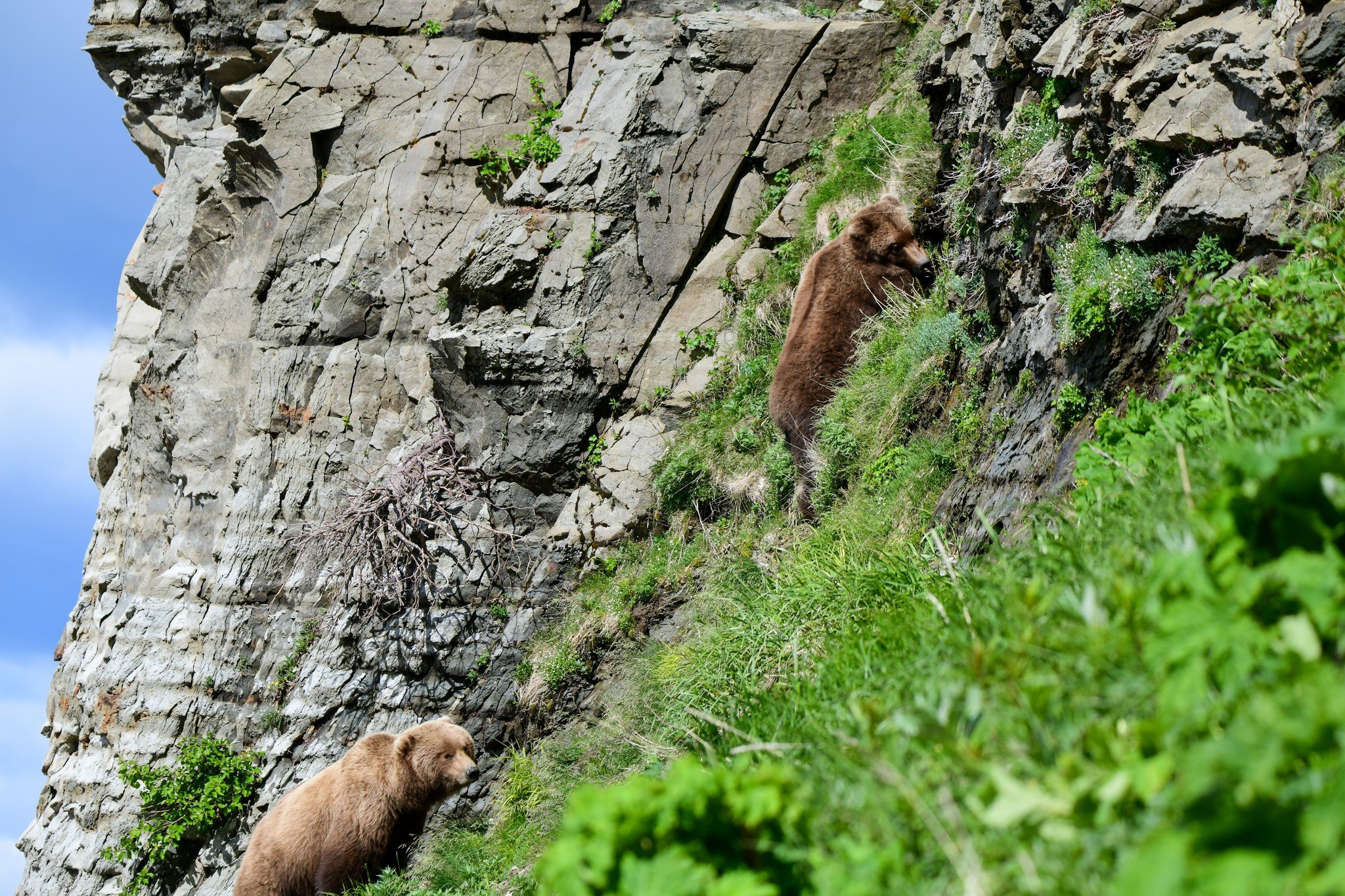 Their claws, strength, and determination make them surprisingly good climbers. Everyday brings a different bear experience! Give us a call to grab seats on the ultimate adventure!
www.cookinletadventures.com