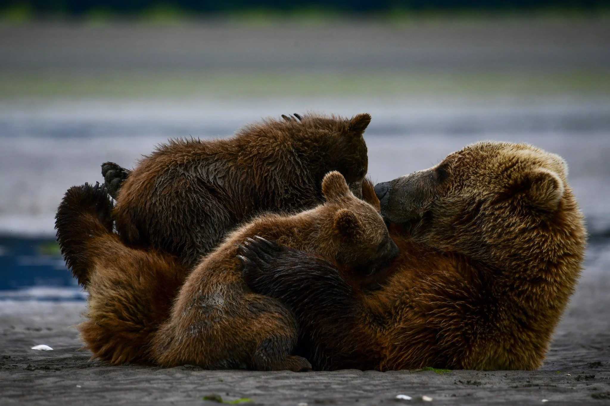 Nothing more heartwarming than a mother nursing her two sweet little cubs π»π€π€ Pure love, comfort, and natures connection in its truest form.
#MamaBear #UnbreakableBond #CookInletAdventures #Bearviewing #Alaska