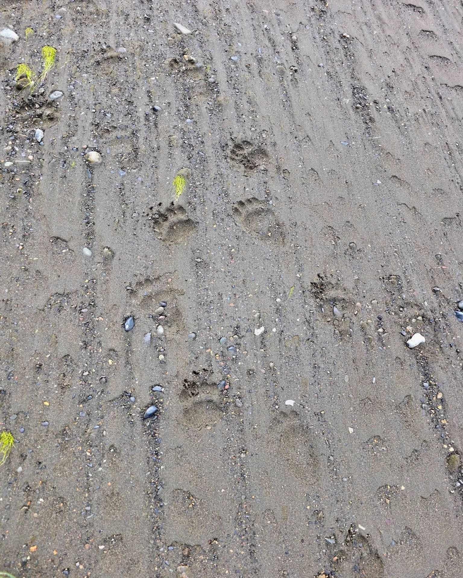 Tiny paws, but big personalities and adventures ahead πΎβ¨ Spring cub tracks along the coast — the cutest signs that bear season is in full swing!