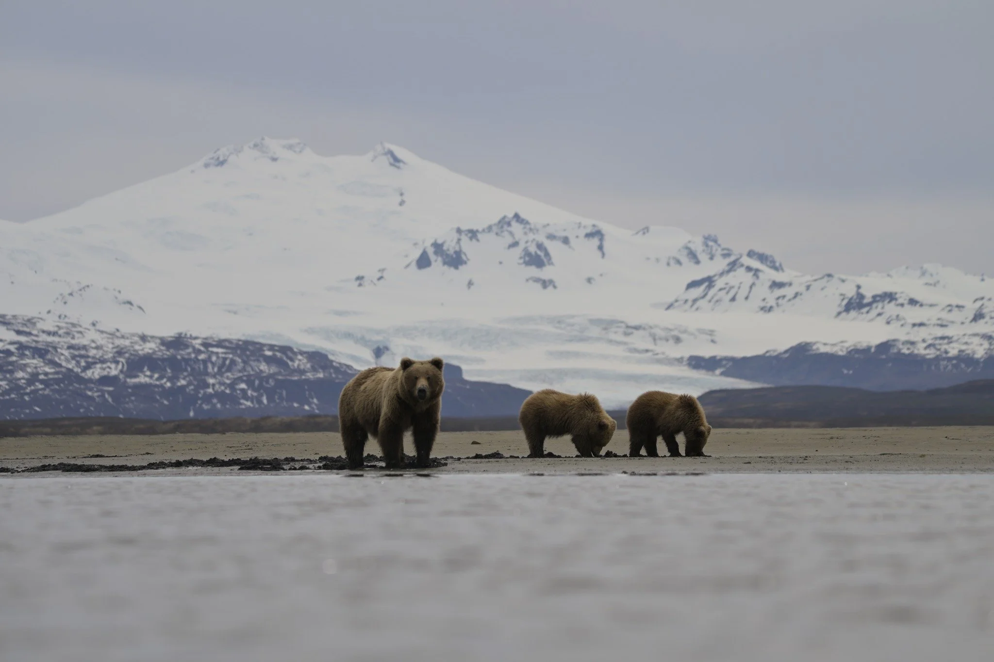 Happy World Environment Day! 🐻🌱

#WorldEnvironmentDay #bears #katmainationalpark  #Alaska #Wildlife #CookInletAdventures  #homeralaska #bearviewing #katmainationalparkandpreserve #bearcubs #wildalaska #protectthewild