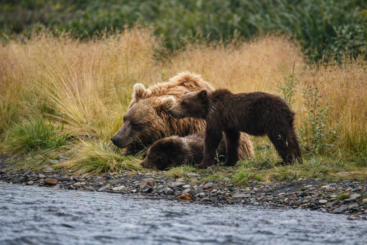 A family of bears, including a large adult and three cubs, resting at the edge of a river with grass and vegetation in the background.