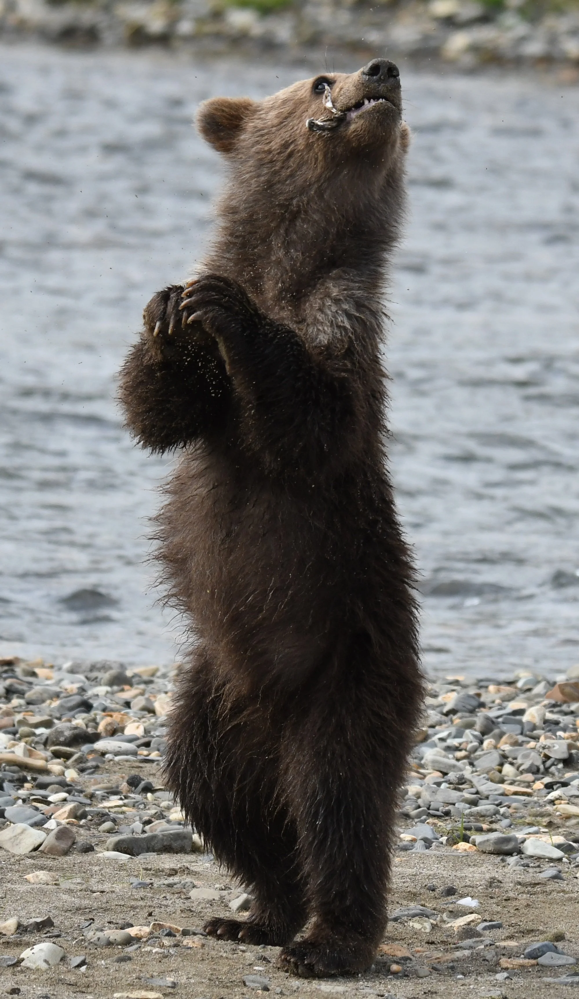 A brown bear standing on its hind legs on a rocky beach near water, with its front paws held together.