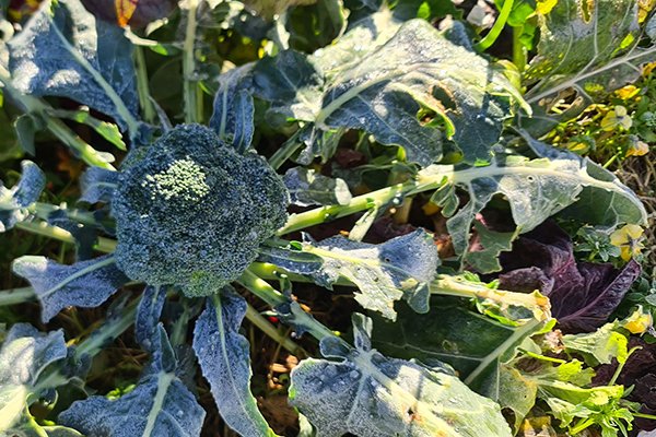 Garden Update - July