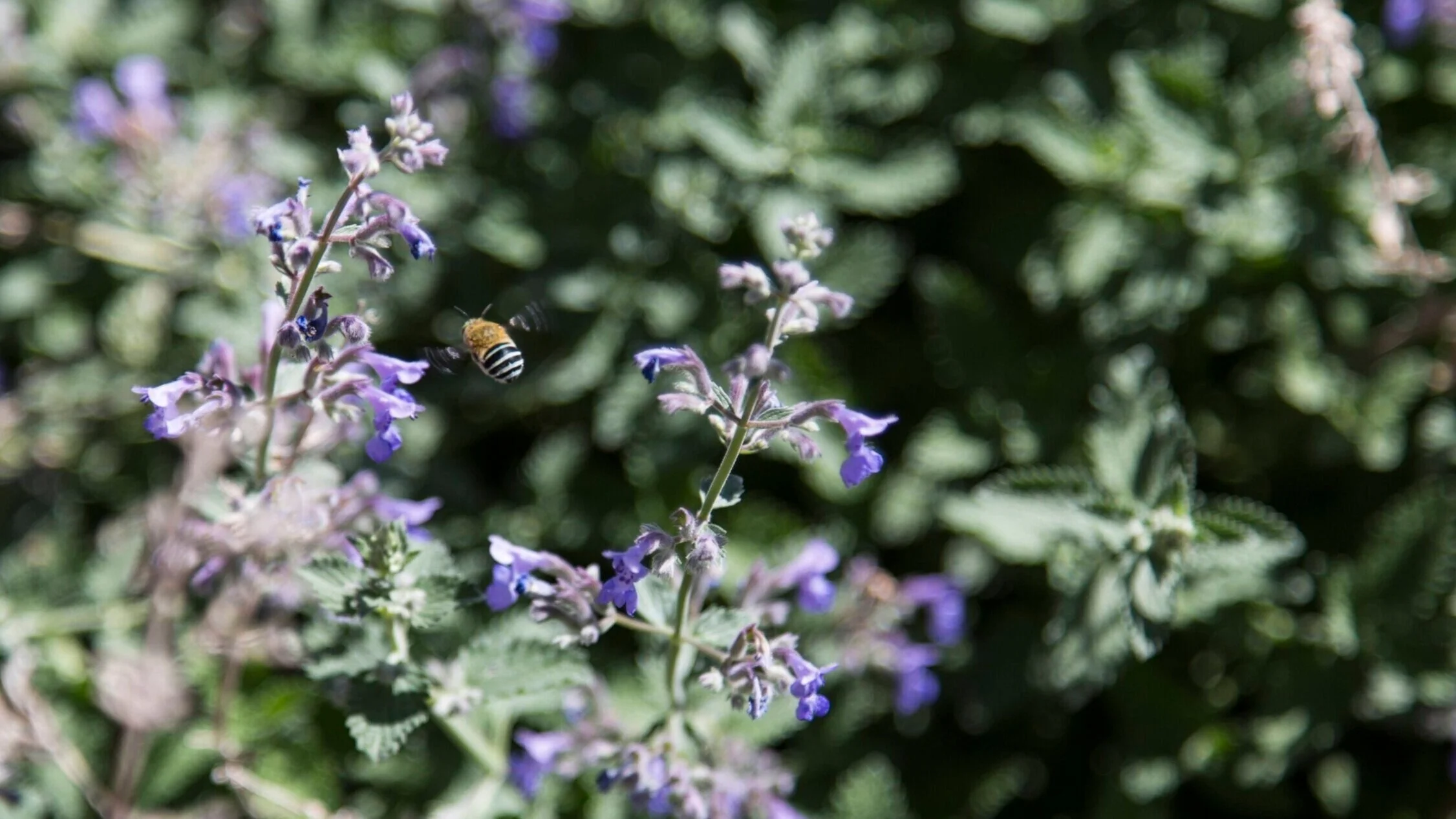 Making your Backyard a Wildlife Haven in Canberra