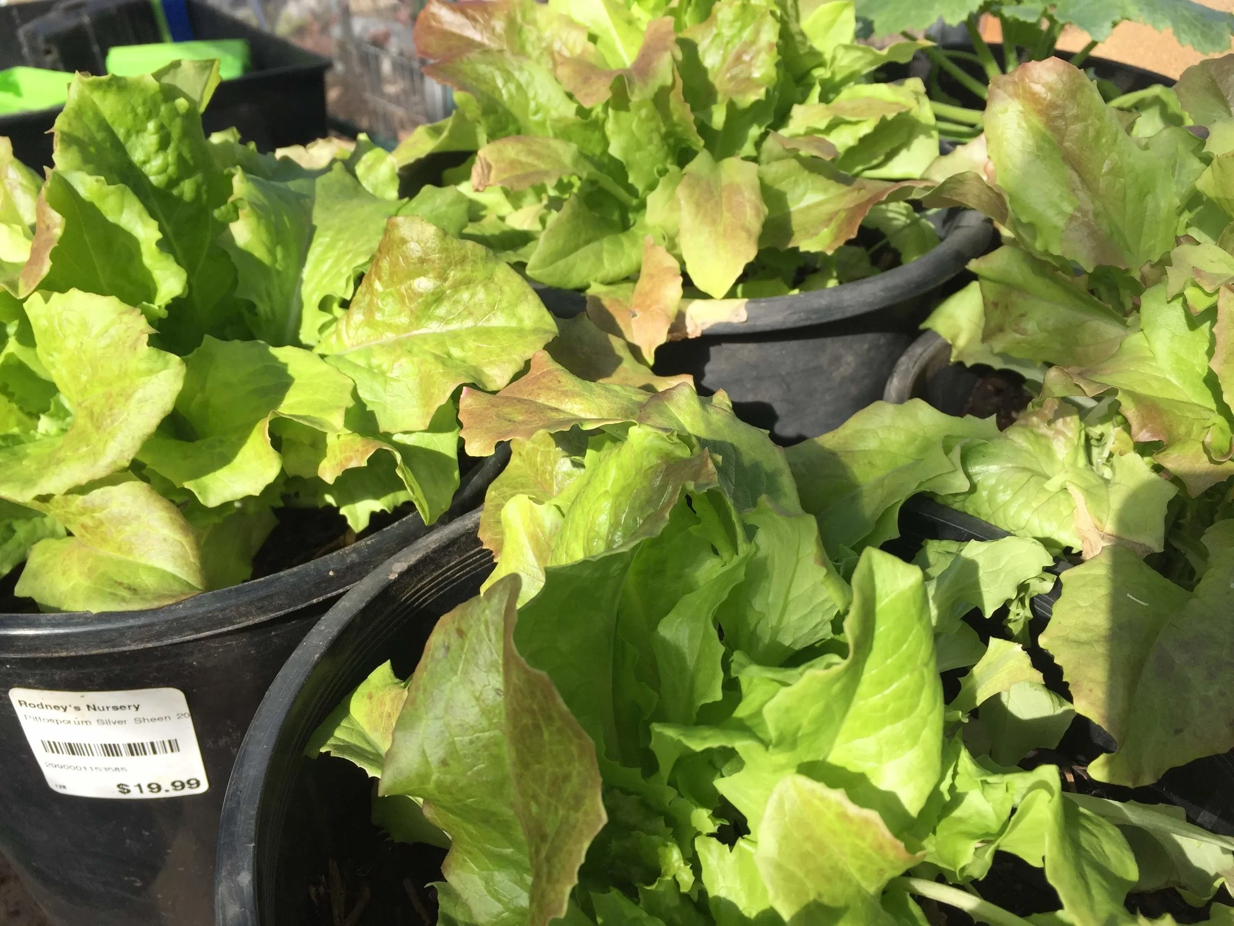 How to grow baby salad greens