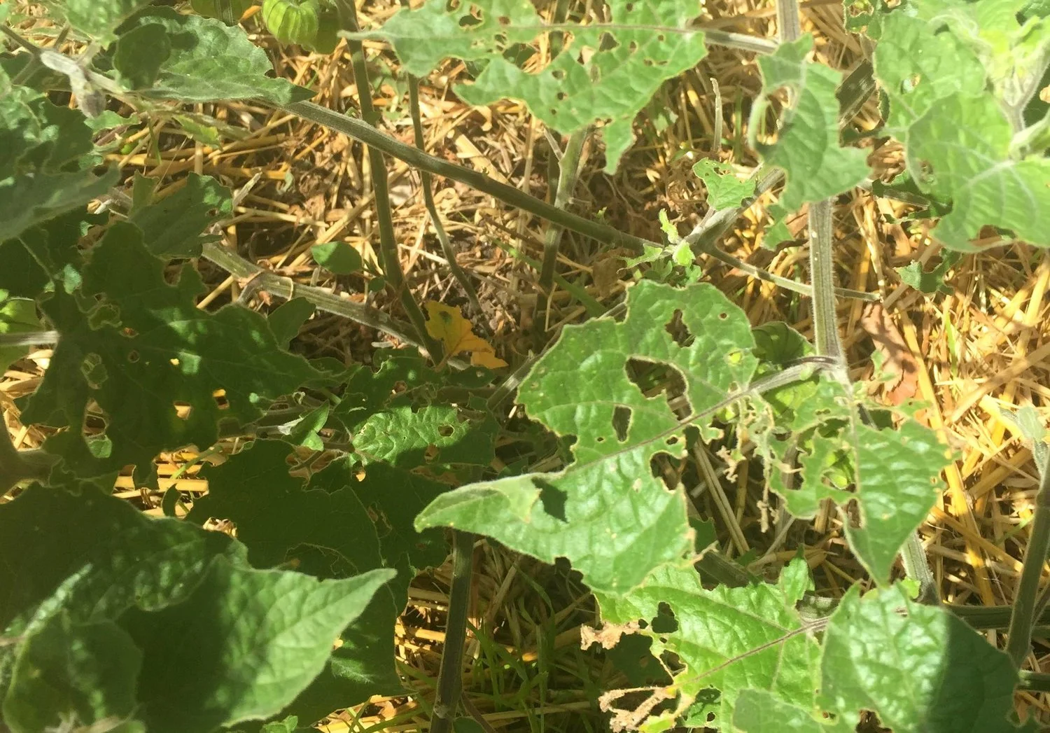 DIY insect control
